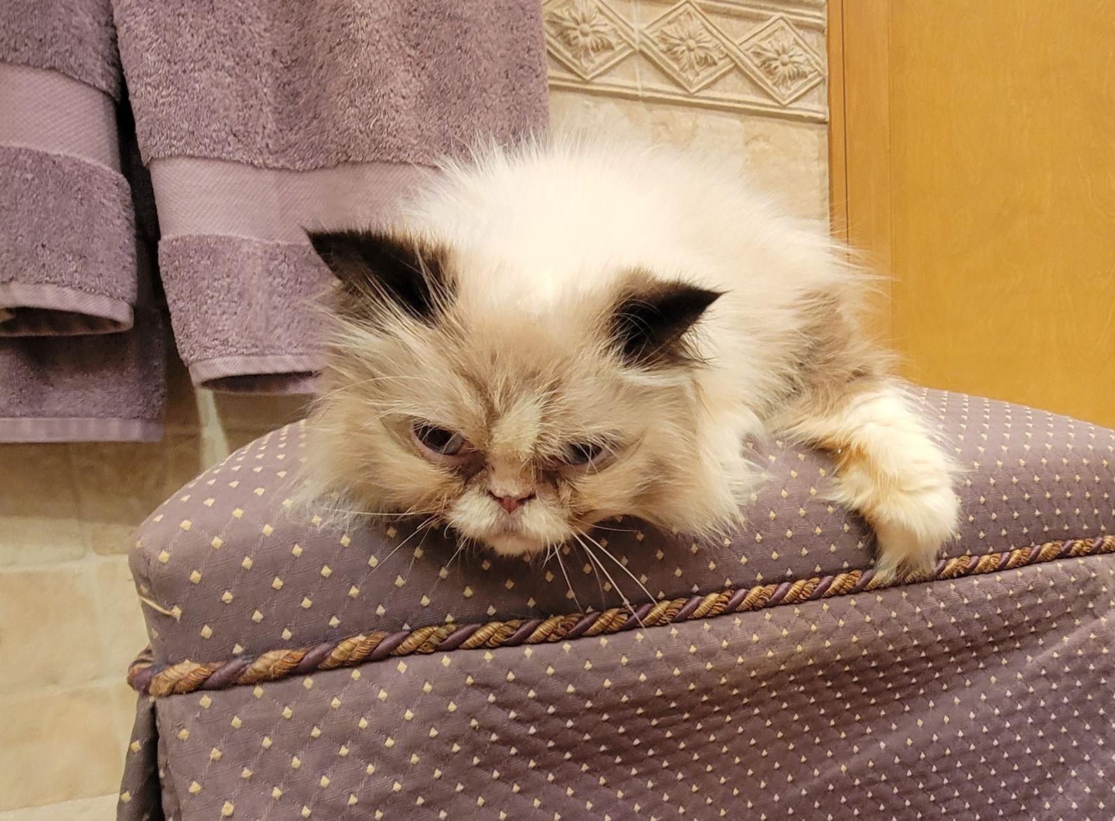 Natalie, Adoptable, Adult Female Persian.