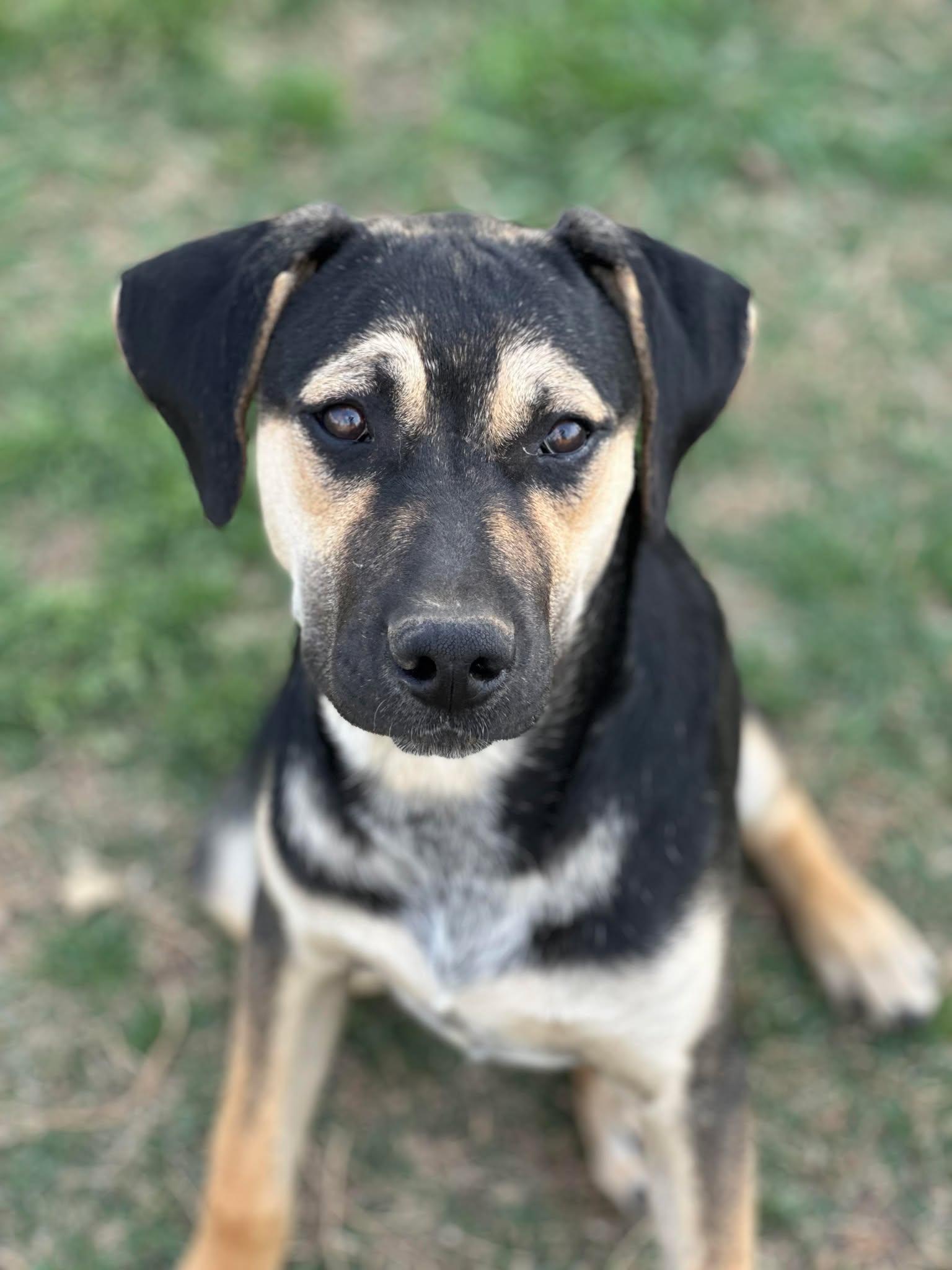 Bo, an adoptable Catahoula Leopard Dog Mix in Thornton, TX_image-1