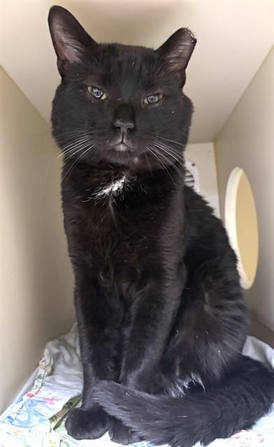 RONALD, Adoptable, Young Male Domestic Short Hair.