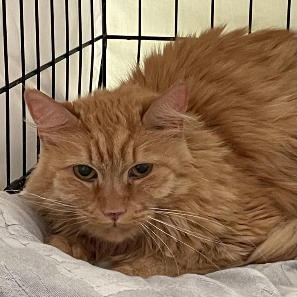 Enlarge Theresa 2024, a Adoptable Domestic Long Hair in Bensalem, PA image 1/6
