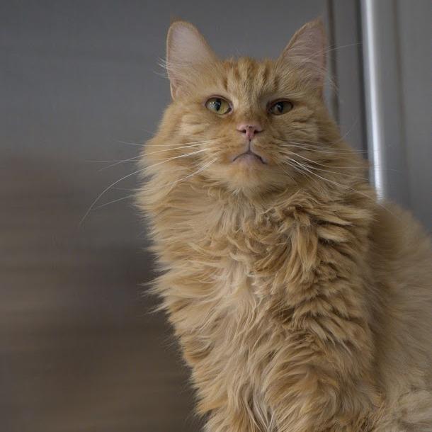 Enlarge Theresa 2024, a Adoptable Domestic Long Hair in Bensalem, PA image 2/6