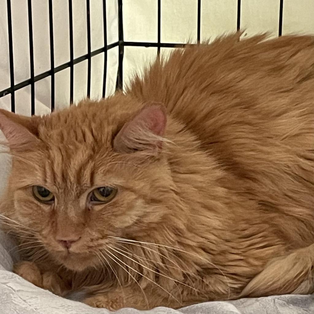 Enlarge Theresa 2024, a Adoptable Domestic Long Hair in Bensalem, PA image 3/6