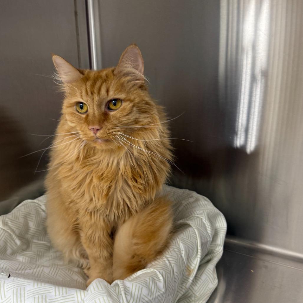 Enlarge Theresa 2024, a Adoptable Domestic Long Hair in Bensalem, PA image 4/6