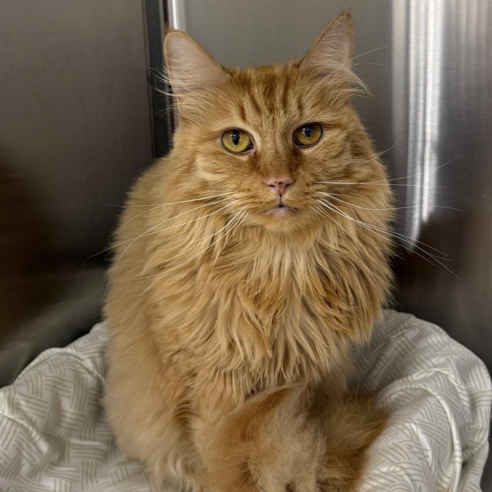 Enlarge Theresa 2024, a Adoptable Domestic Long Hair in Bensalem, PA image 5/6