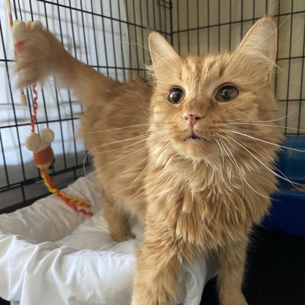 Enlarge Theresa 2024, a Adoptable Domestic Long Hair in Bensalem, PA image 6/6