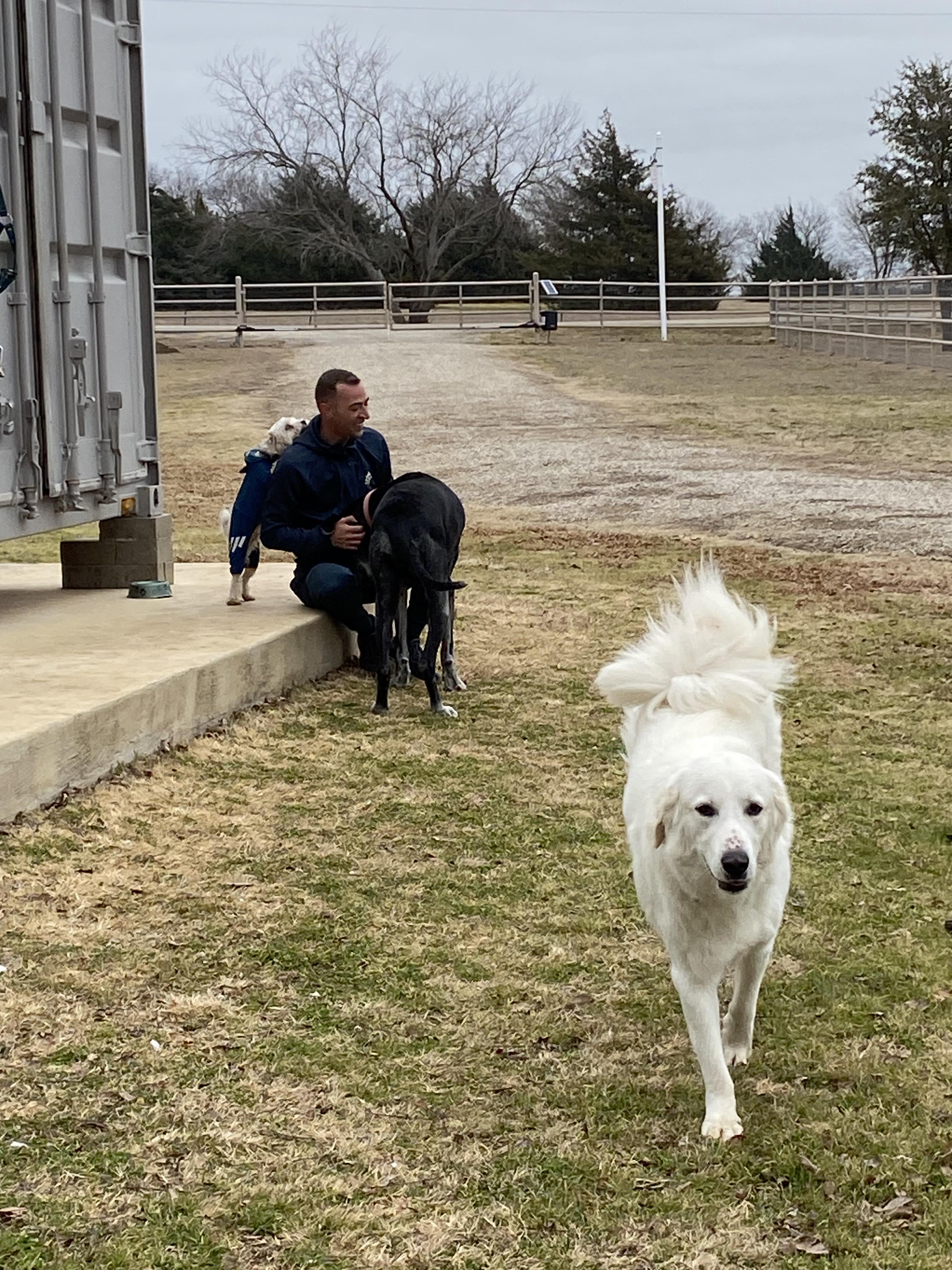 Enlarge Penny, a Adopted mixed breed in Pilot Point, TX image 4/6