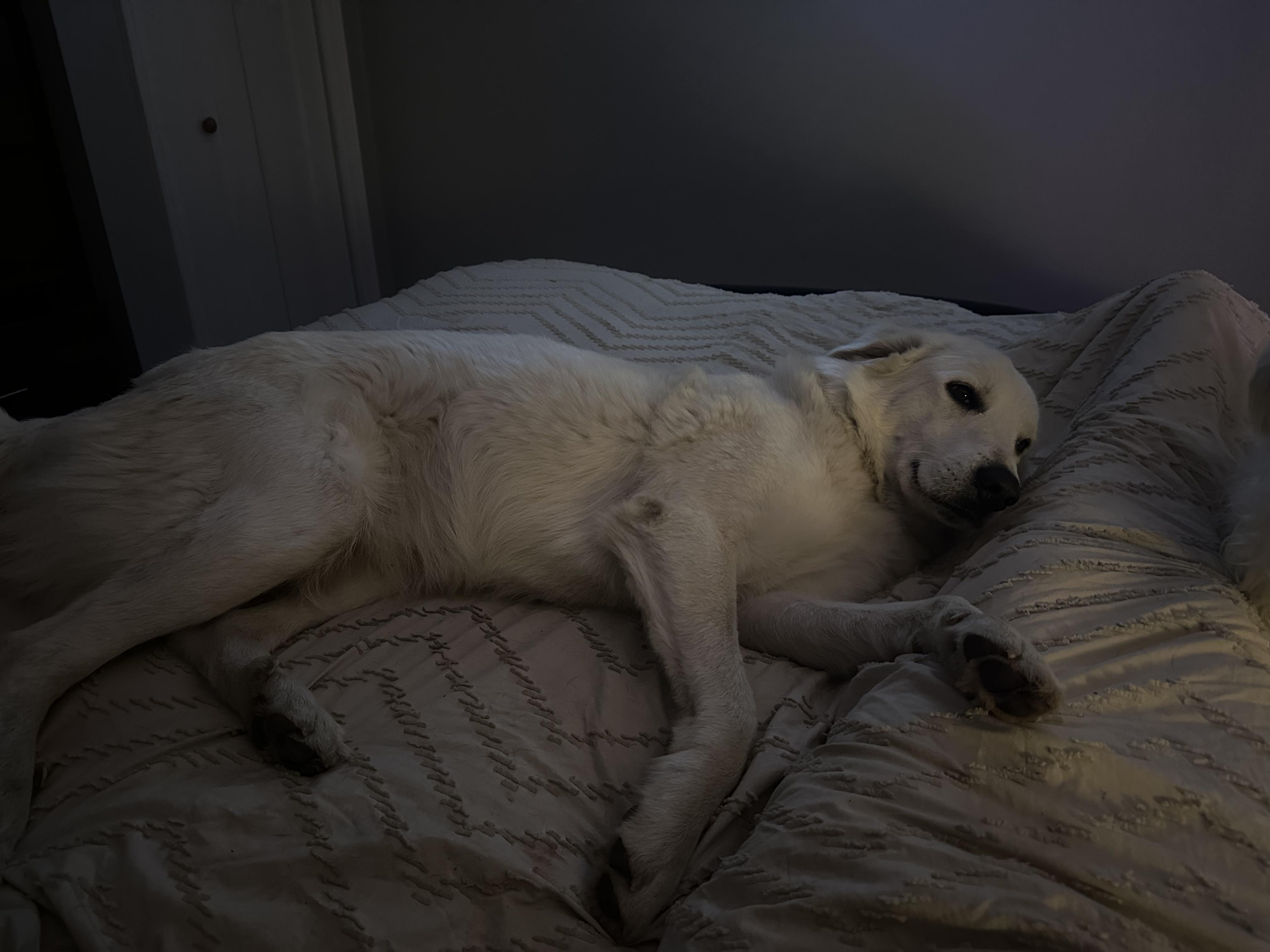 Enlarge Penny, a Adopted mixed breed in Pilot Point, TX image 6/6