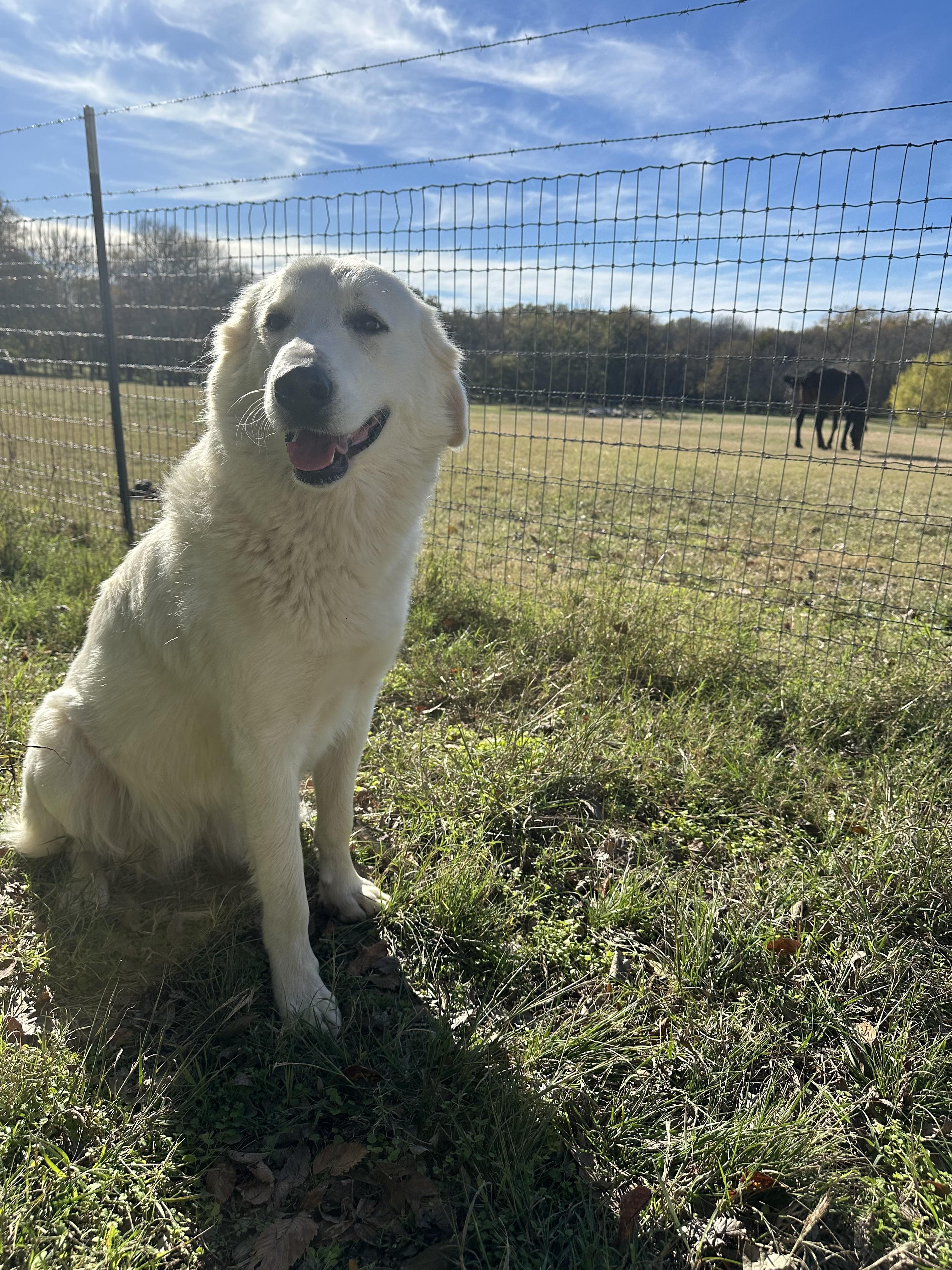 Enlarge Penny, a Adopted mixed breed in Pilot Point, TX image 3/6
