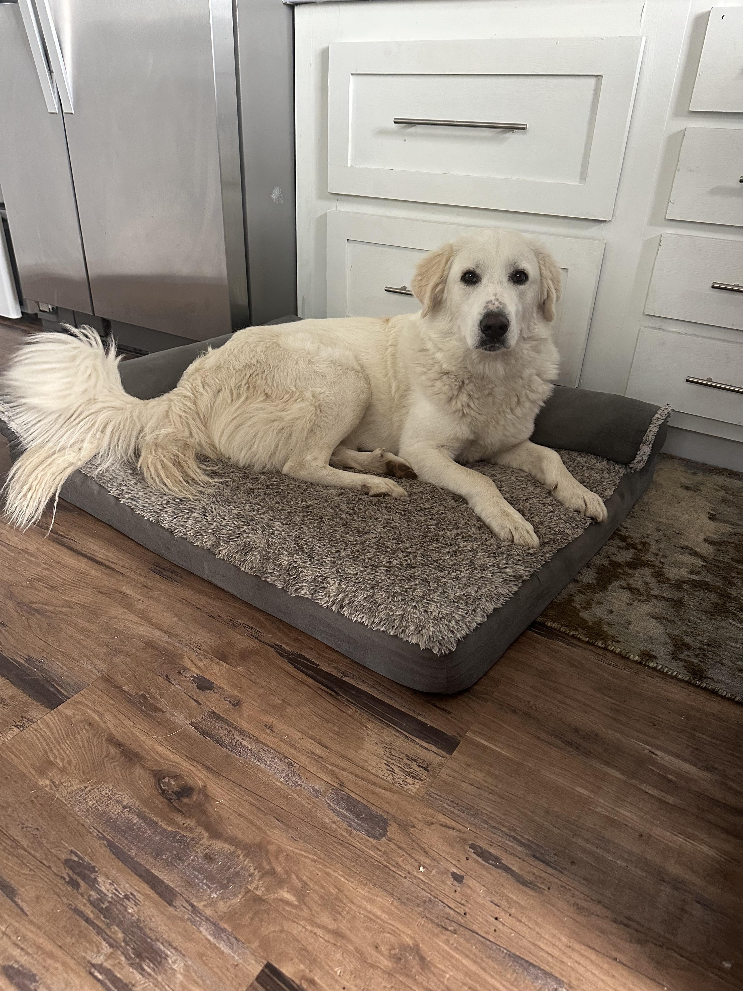 Enlarge Penny, a Adopted mixed breed in Pilot Point, TX image 5/6