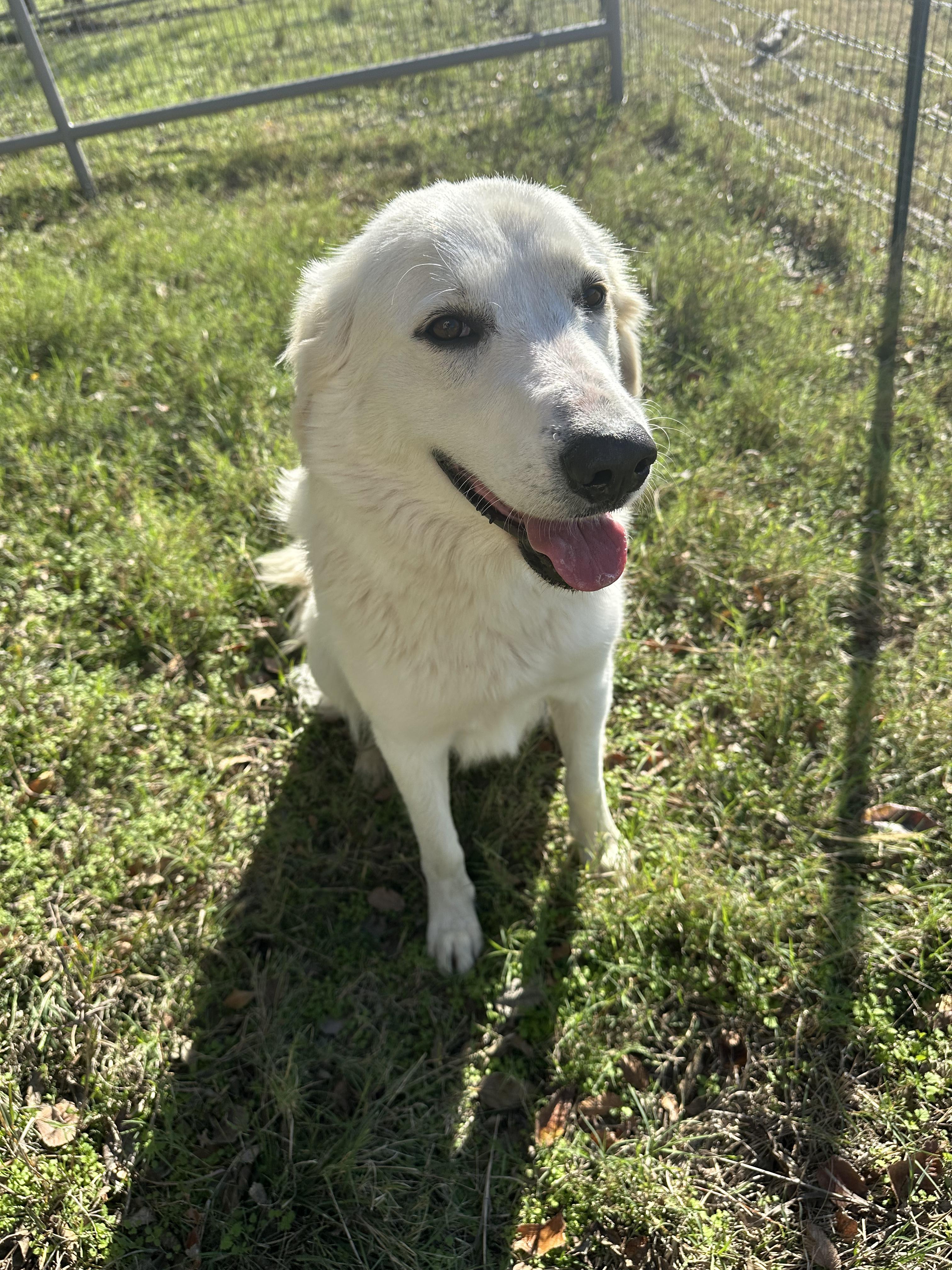 Enlarge Penny, a Adopted mixed breed in Pilot Point, TX image 2/6