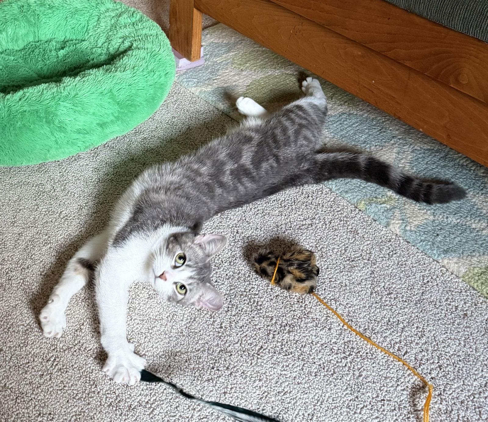 Enlarge Fin, a Adoptable Domestic Short Hair in Crystal, MN image 1/3