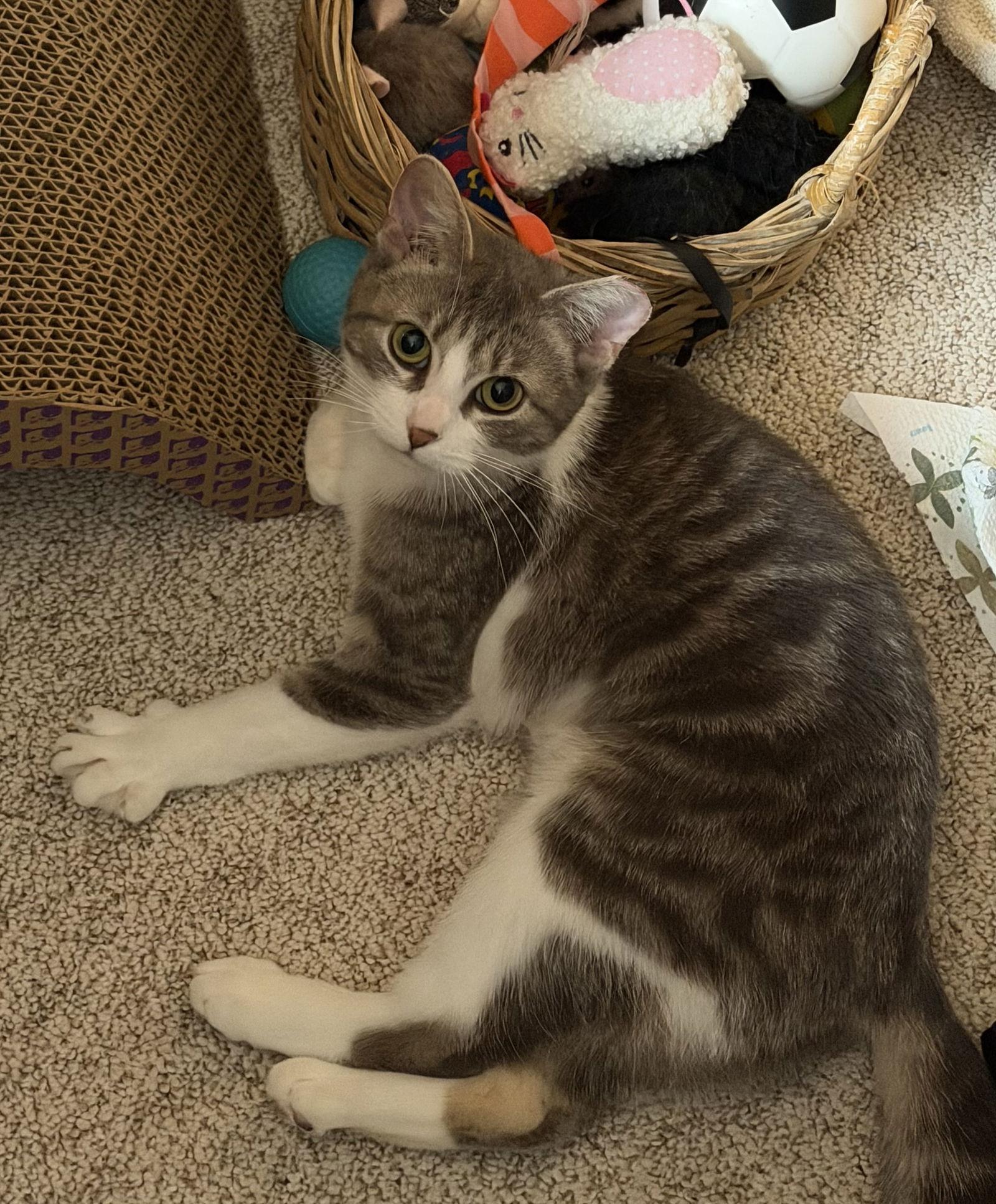 Enlarge Fin, a Adoptable Domestic Short Hair in Crystal, MN image 2/3