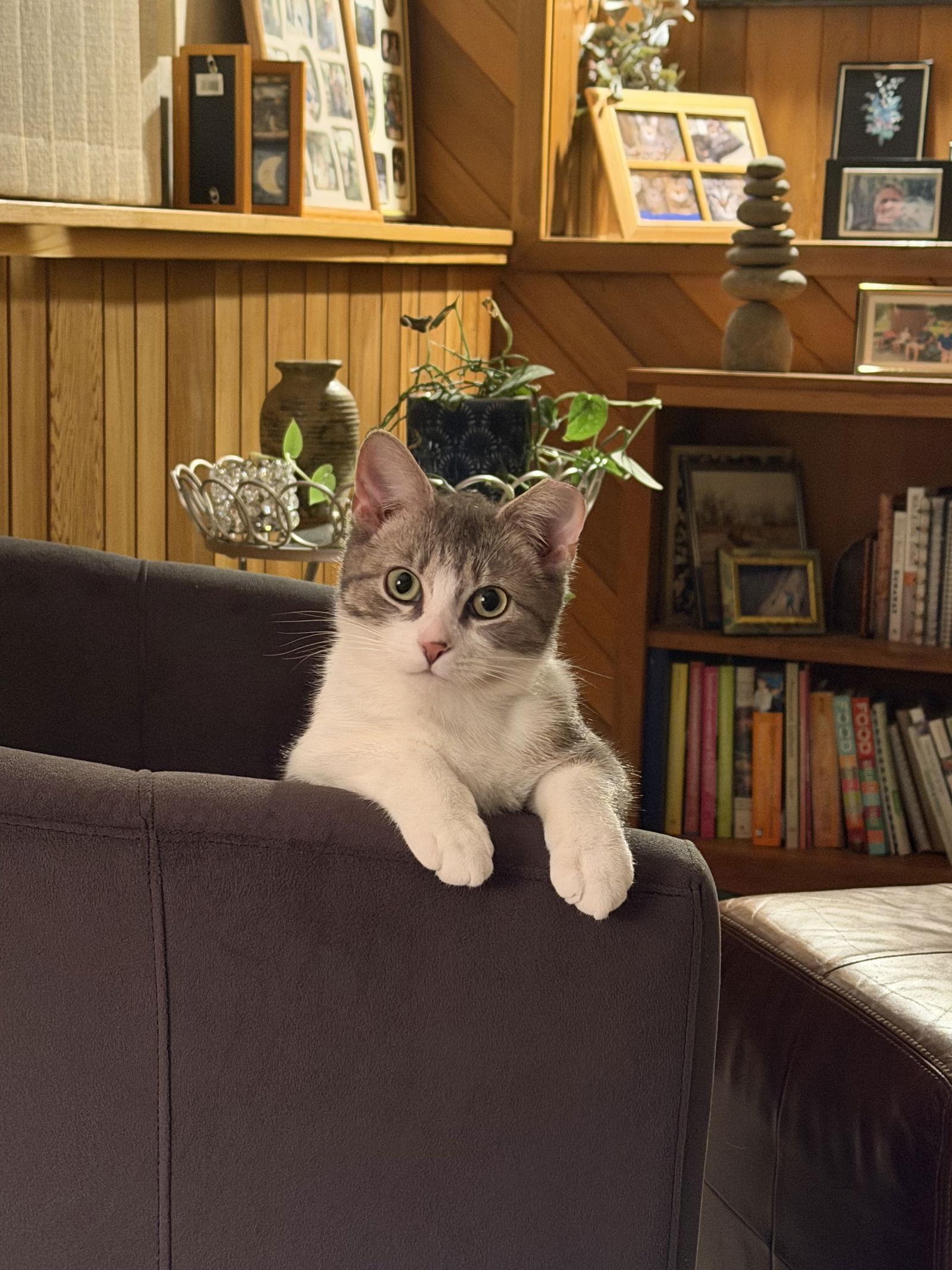 Enlarge Fin, a Adoptable Domestic Short Hair in Crystal, MN image 3/3