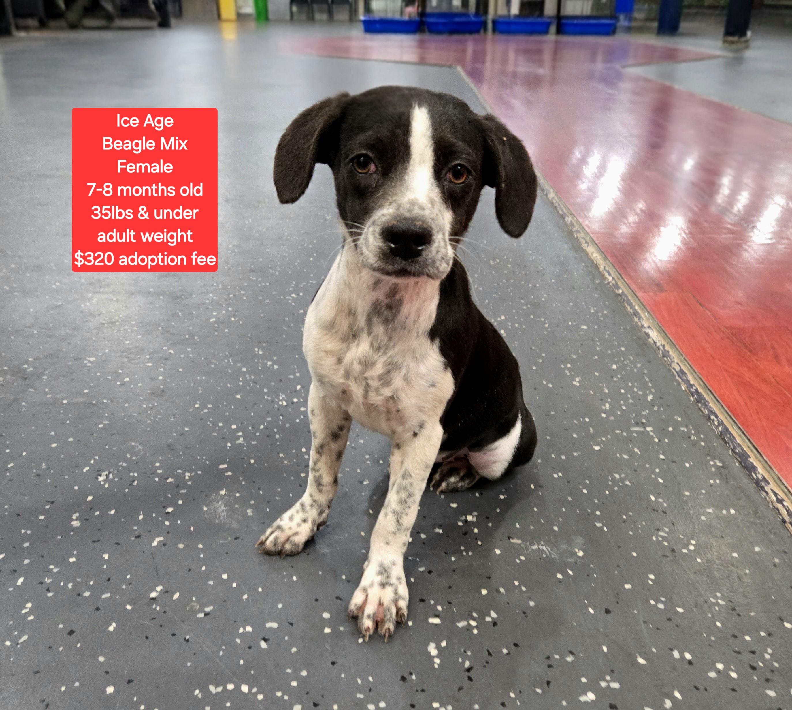 Ice Age, ADOPTABLE, Young Female Beagle.