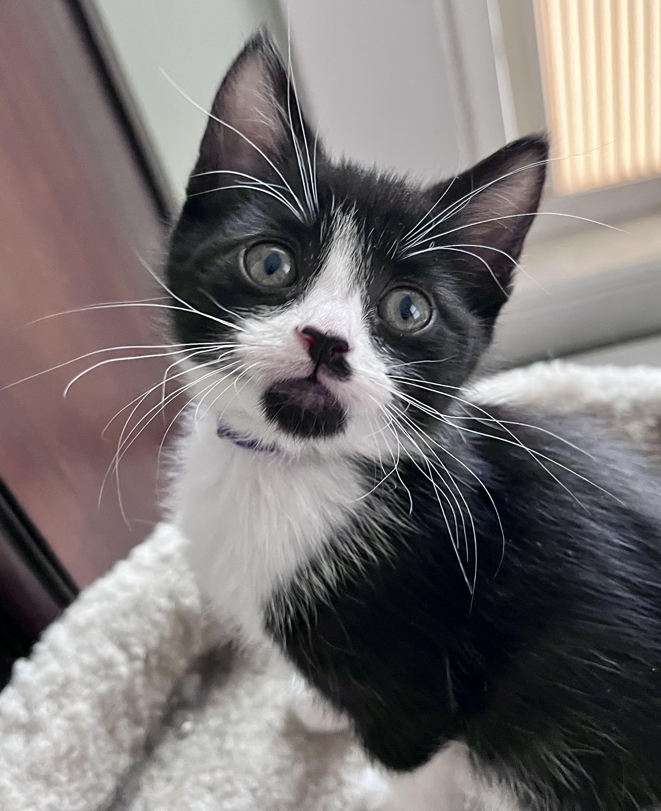 Jackie, adopted, Kitten Female Domestic Short Hair.