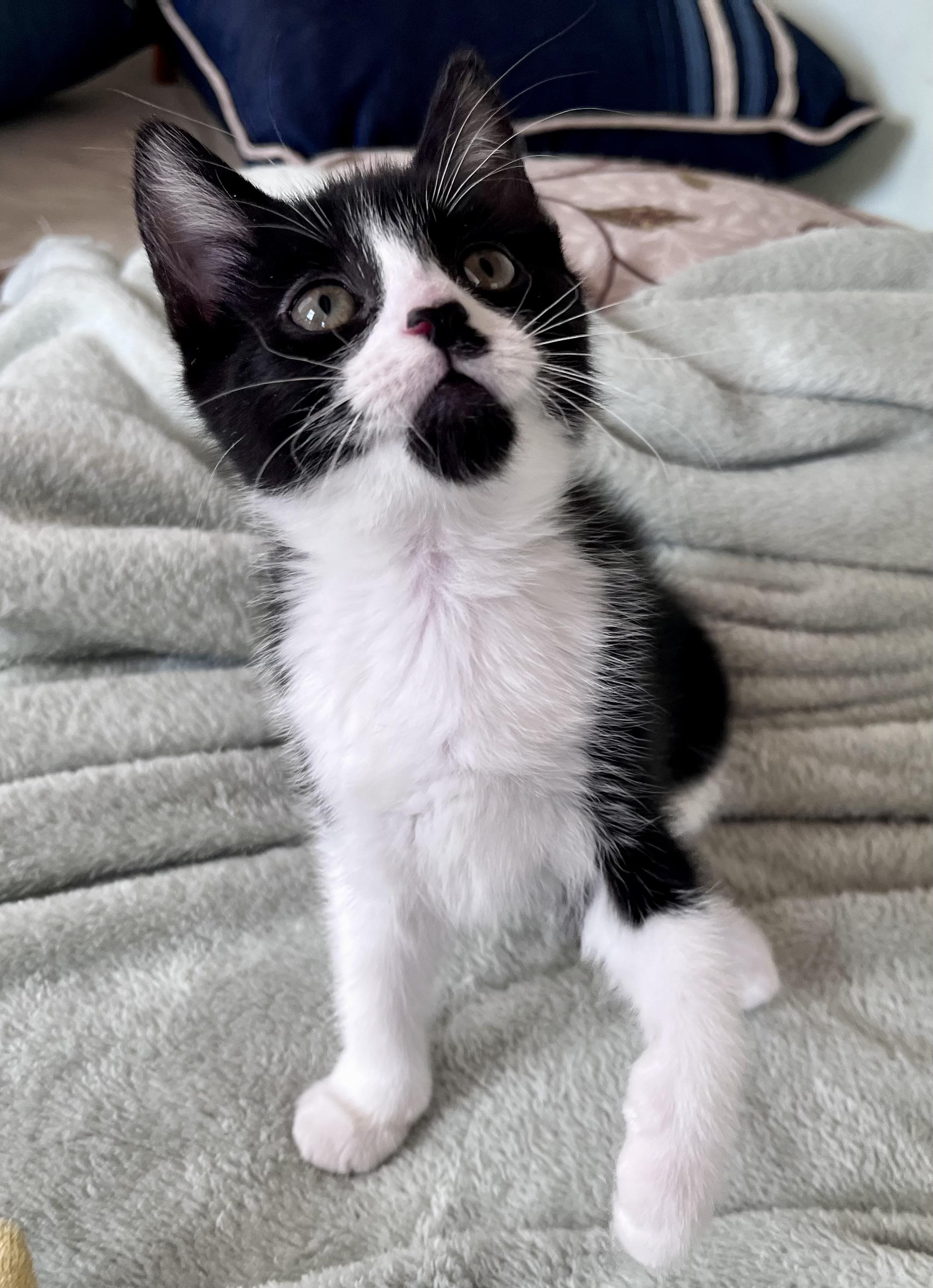 Jackie, an adopted mixed breed in Rocky Hill, CT image 3/4