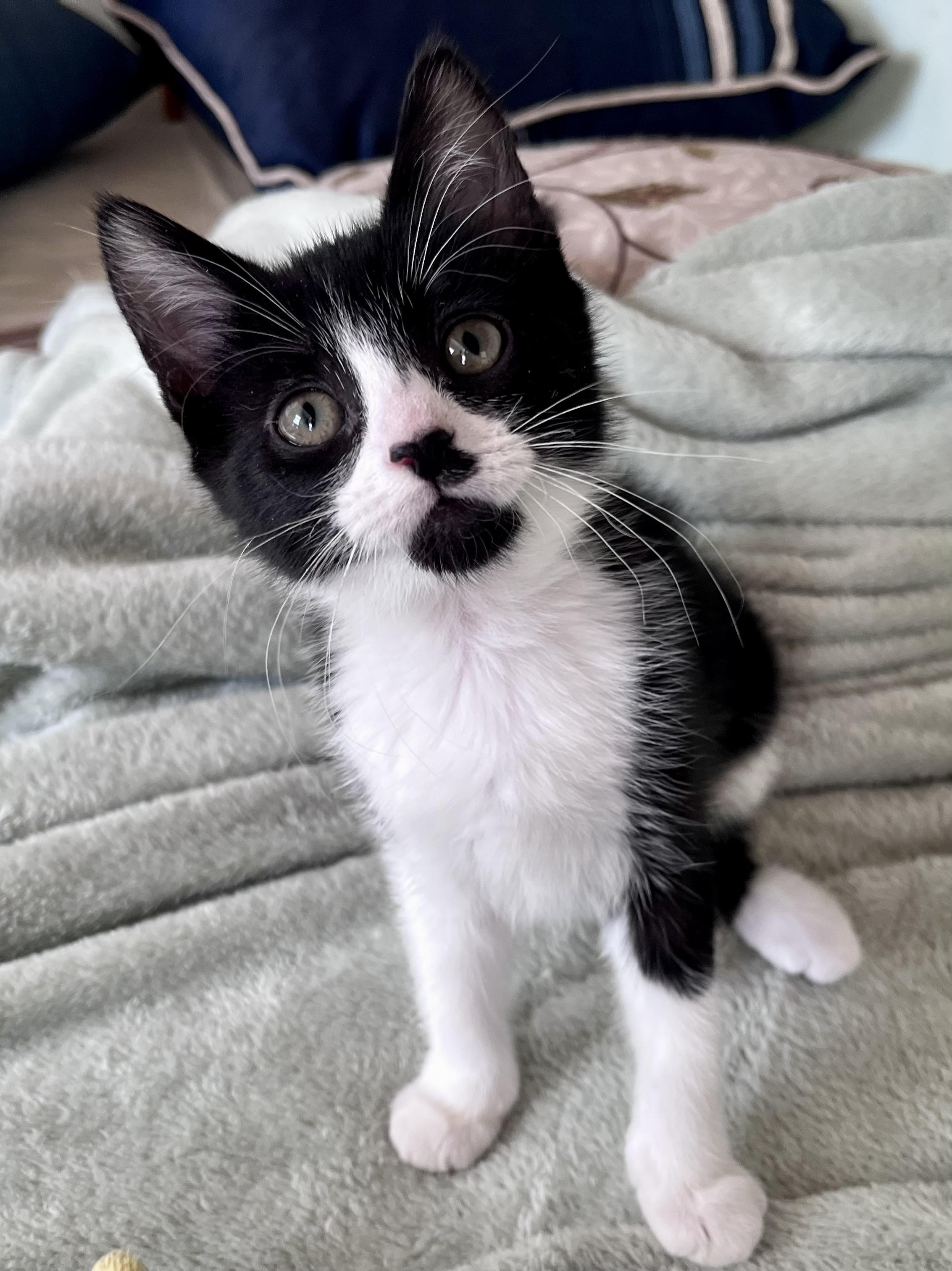 Jackie, an adopted mixed breed in Rocky Hill, CT image 2/4