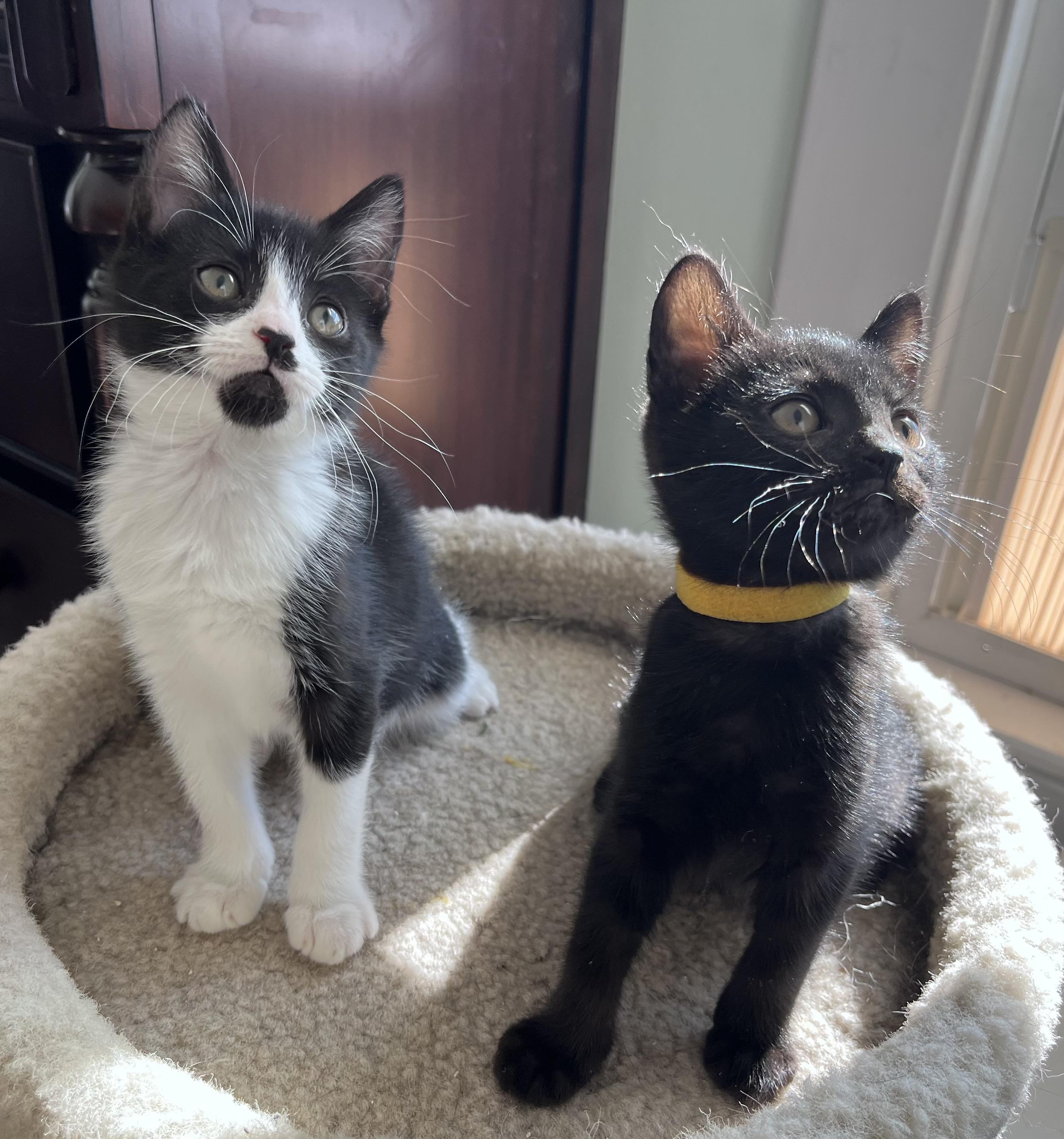 Jackie, an adopted mixed breed in Rocky Hill, CT image 4/4