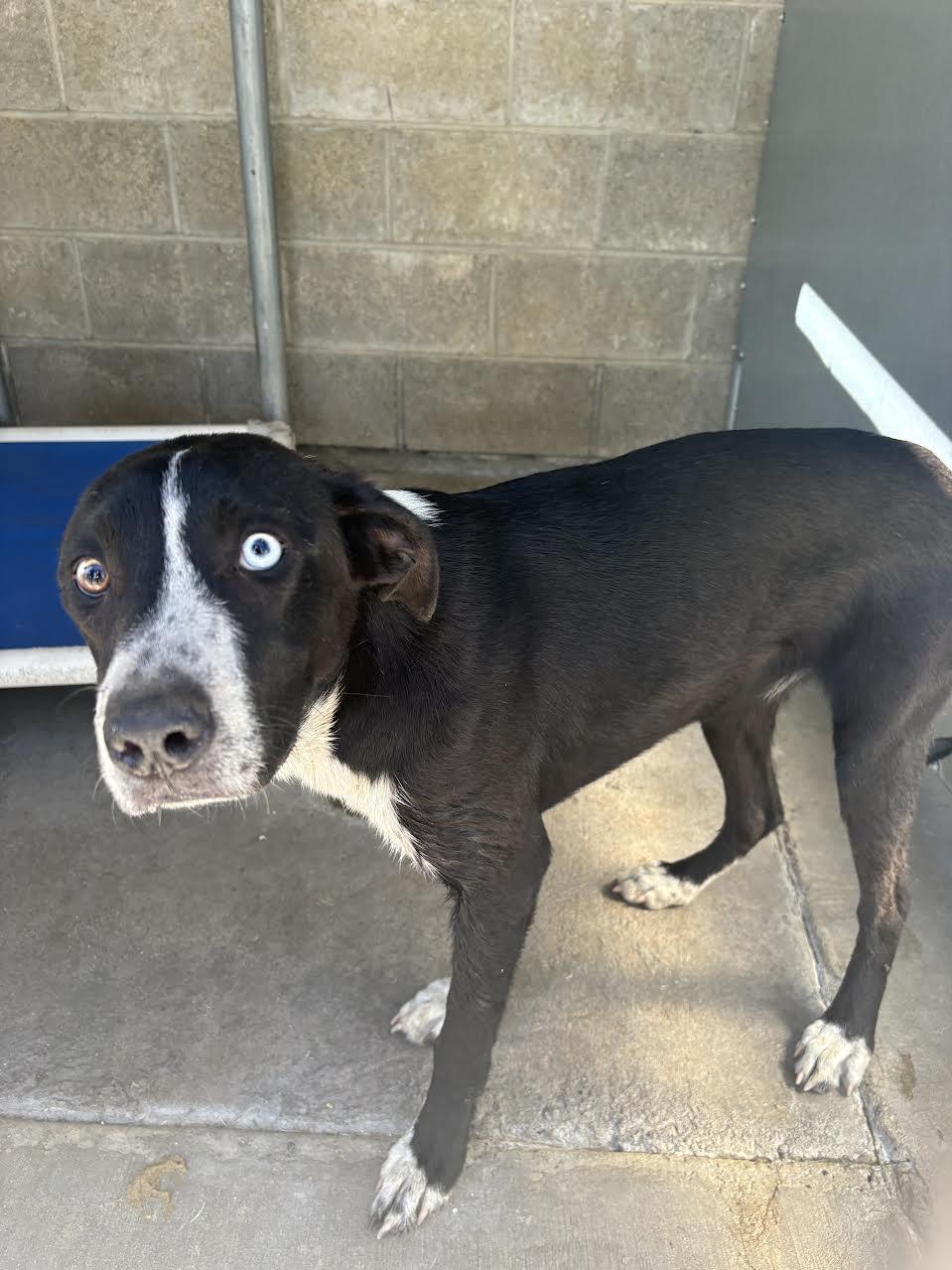 Candy, ADOPTABLE, Young Female Border Collie.