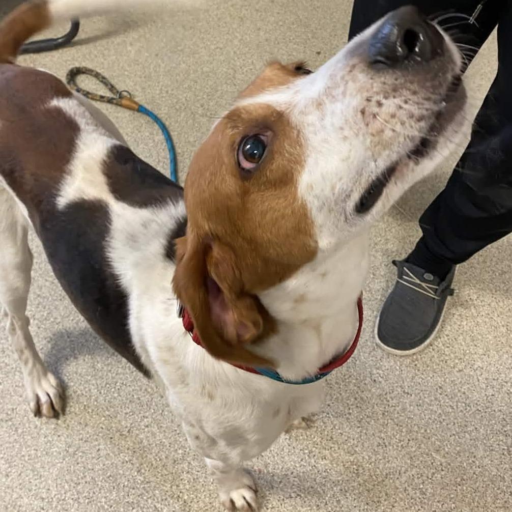 Philosophical Phillip, Adoptable, Senior Male Coonhound.