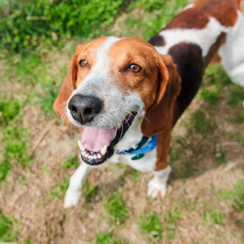 Enlarge Philosophical Phillip, a Adoptable Coonhound in Gloucester, VA image 2/4