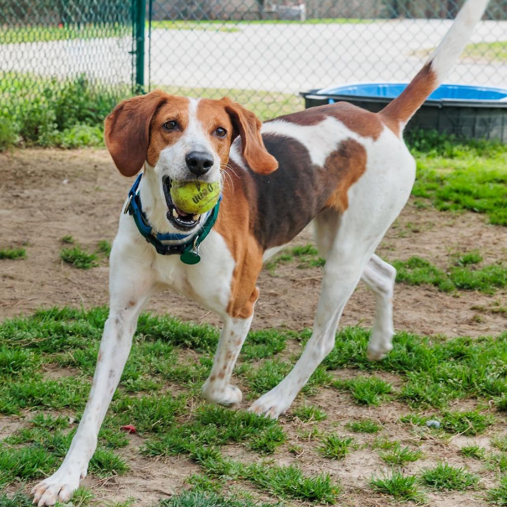 Enlarge Philosophical Phillip, a Adoptable Coonhound in Gloucester, VA image 3/4