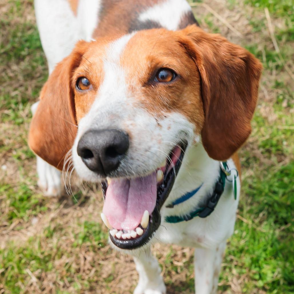 Enlarge Philosophical Phillip, a Adoptable Coonhound in Gloucester, VA image 4/4