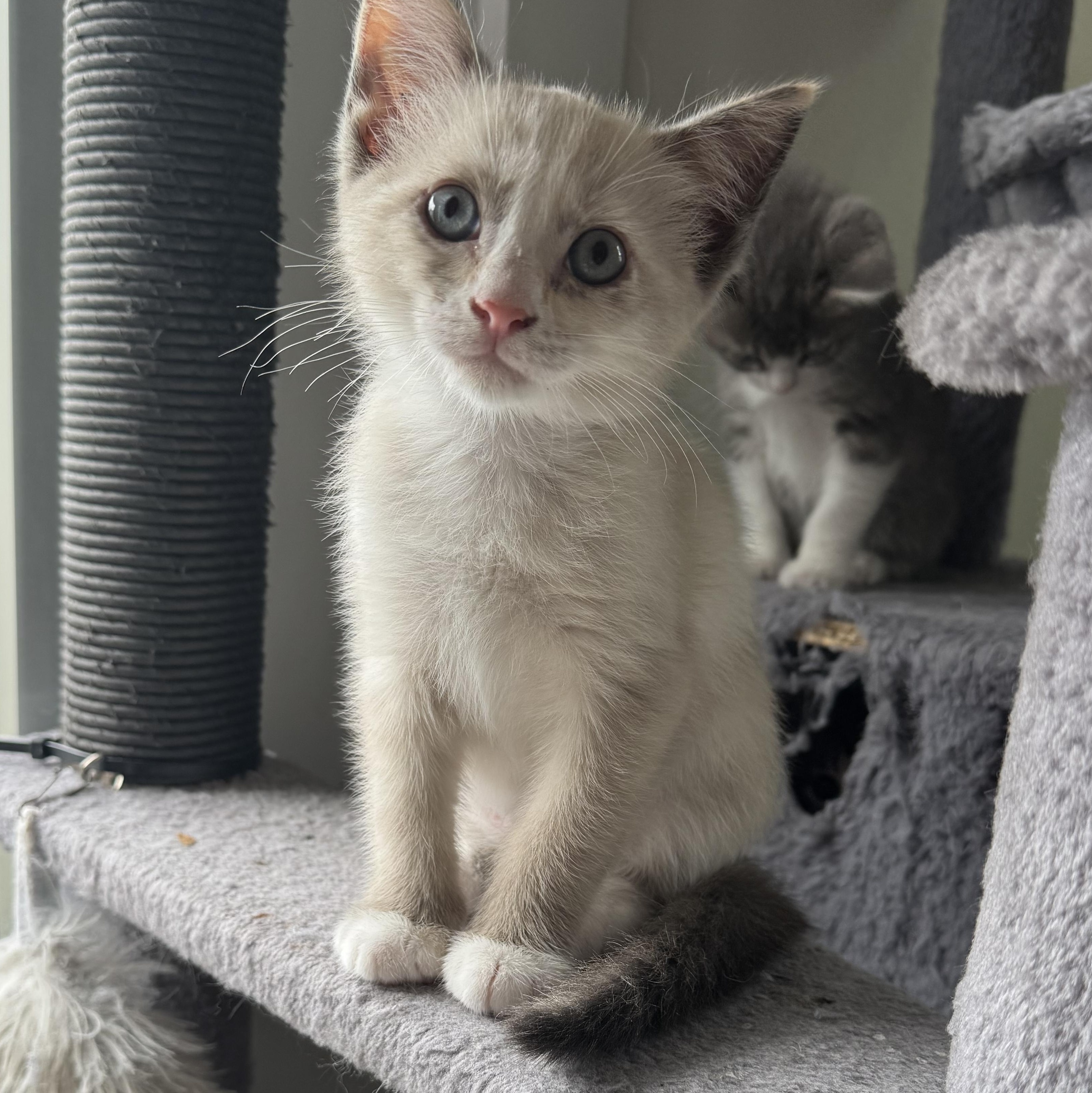 Eclair, adoptable, Kitten Female American Shorthair.