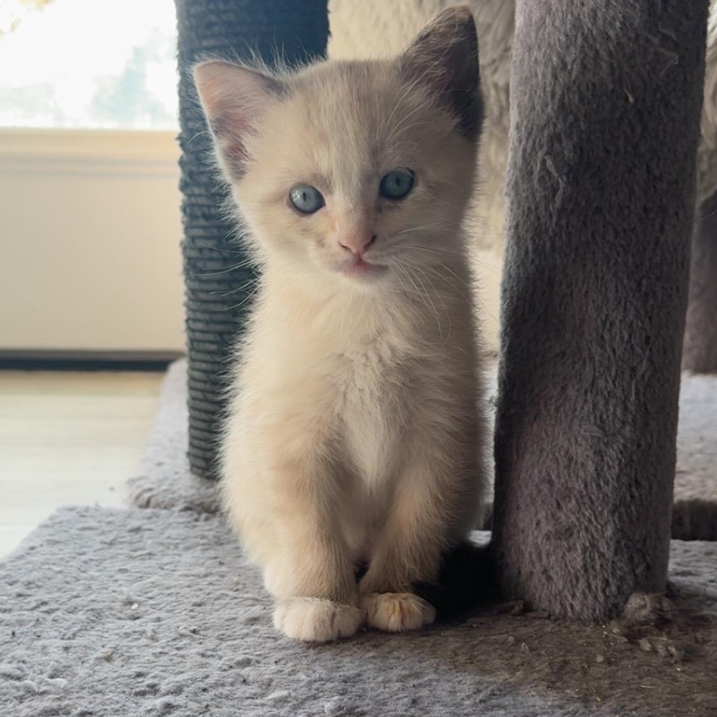 Enlarge Eclair, an adoptable American Shorthair in Houston, TX image 3/3