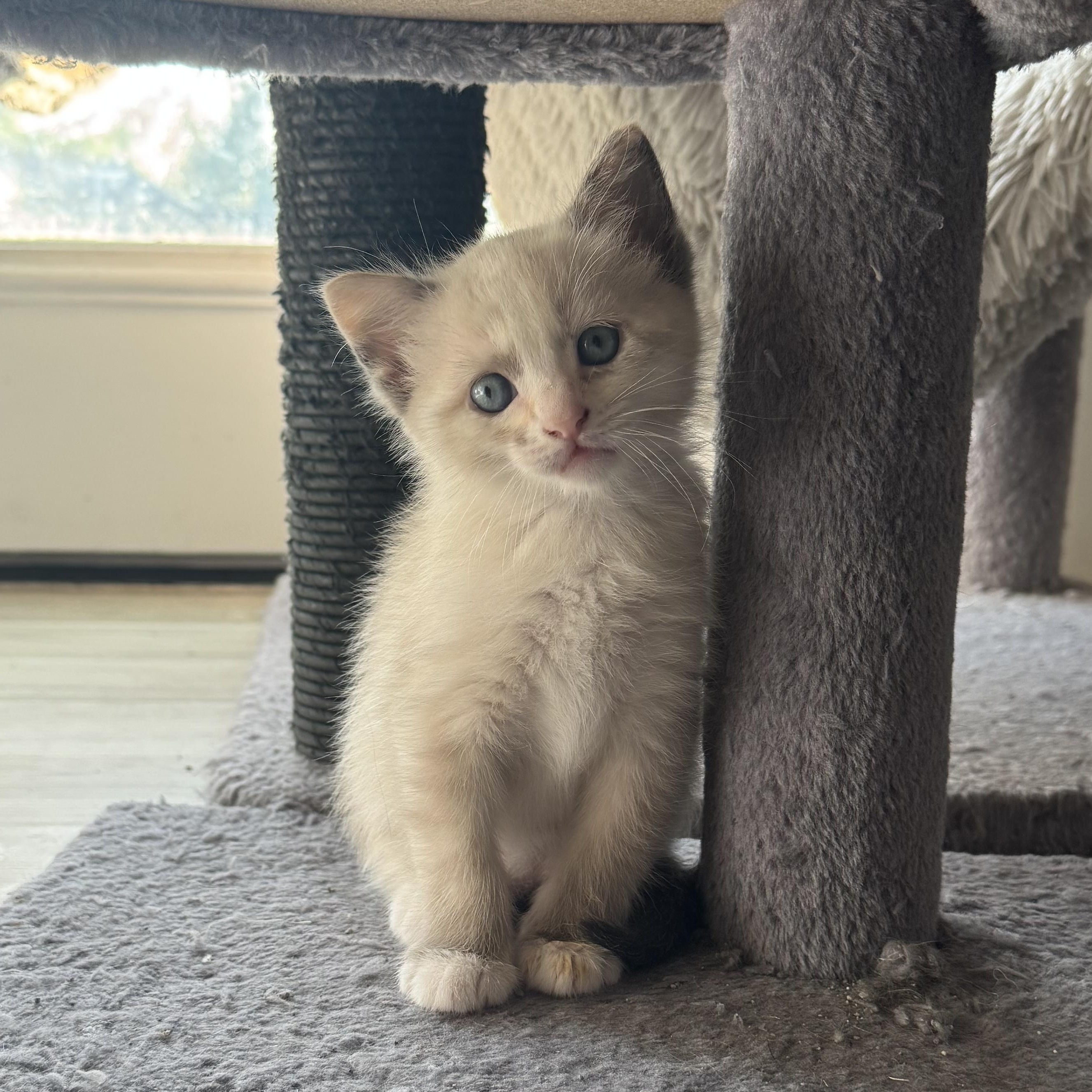 Enlarge Eclair, an adoptable American Shorthair in Houston, TX image 2/3