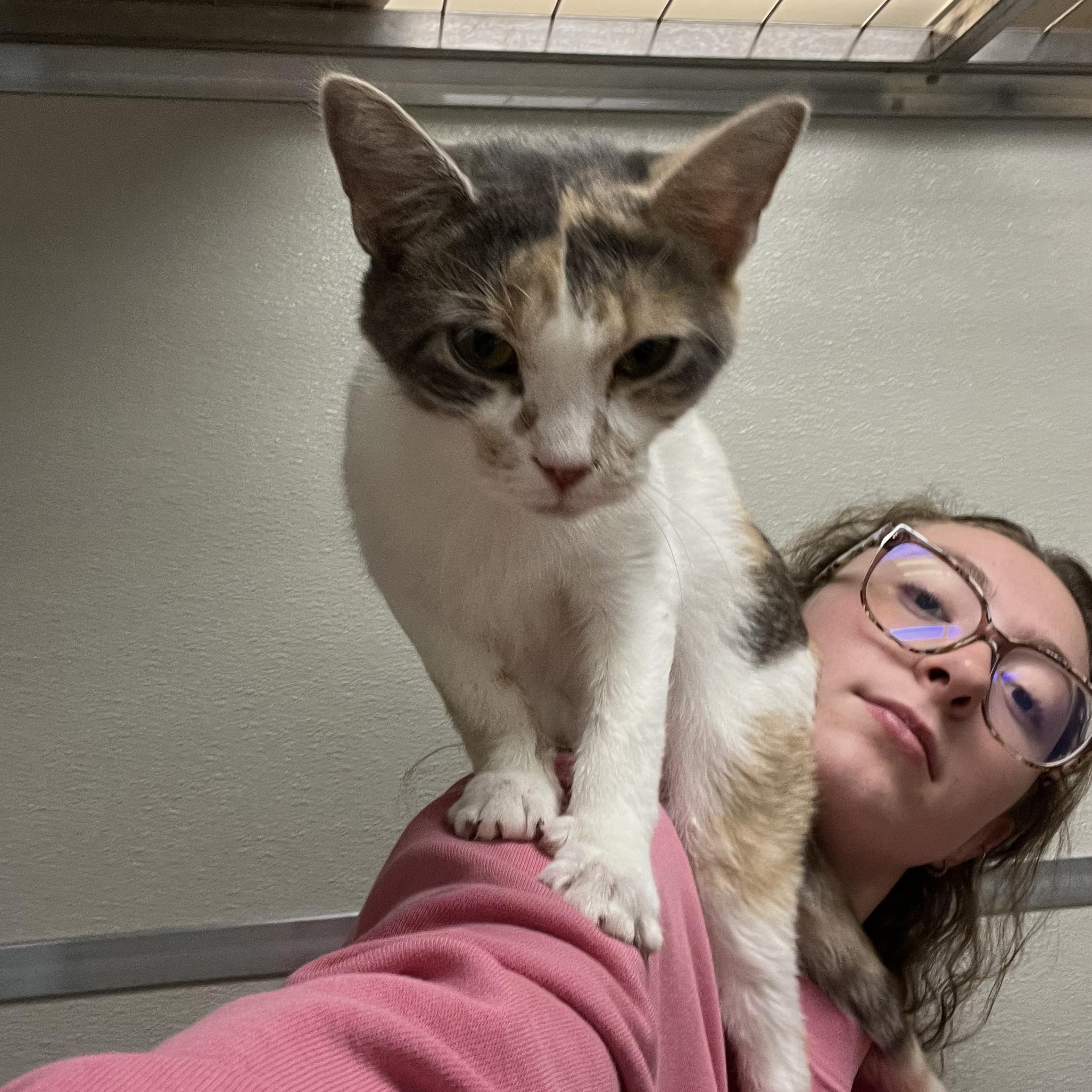 Cherry Plum, a Adoptable Domestic Short Hair in Mount Pleasant, MI image 3/5