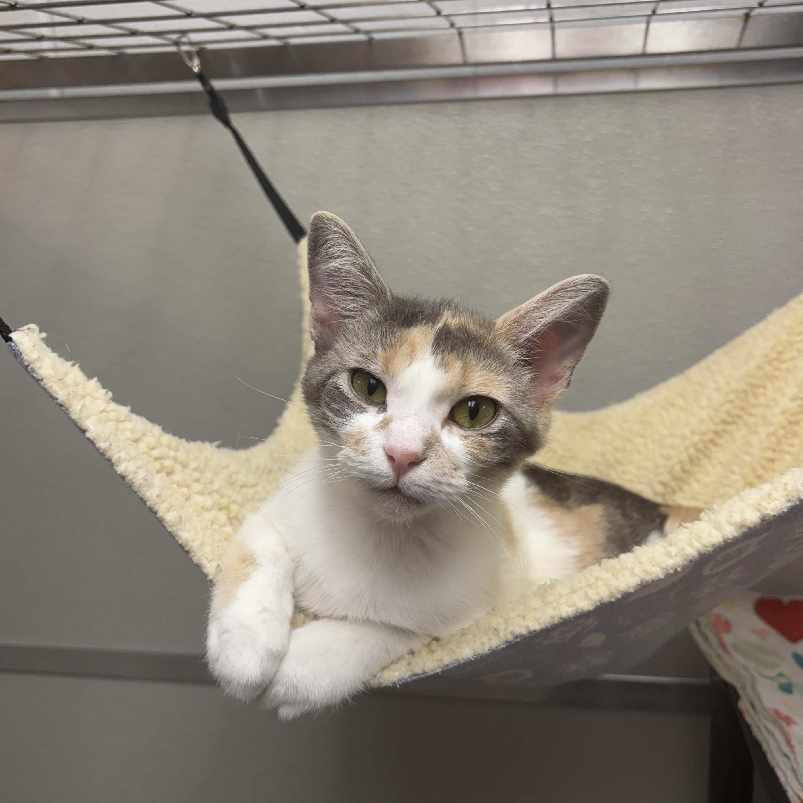 Cherry Plum, Adoptable, Adult Female Domestic Short Hair.