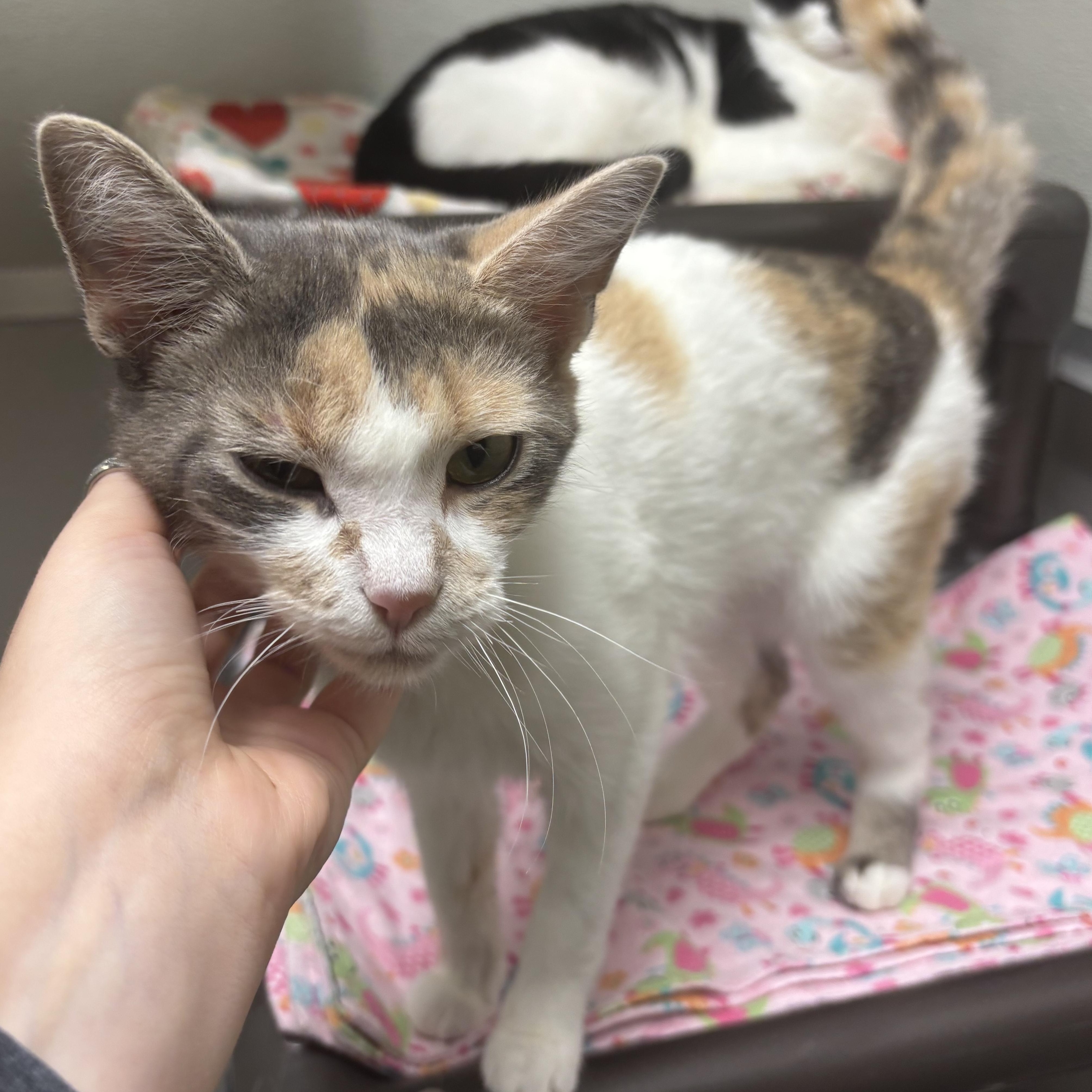 Cherry Plum, a Adoptable Domestic Short Hair in Mount Pleasant, MI image 4/5