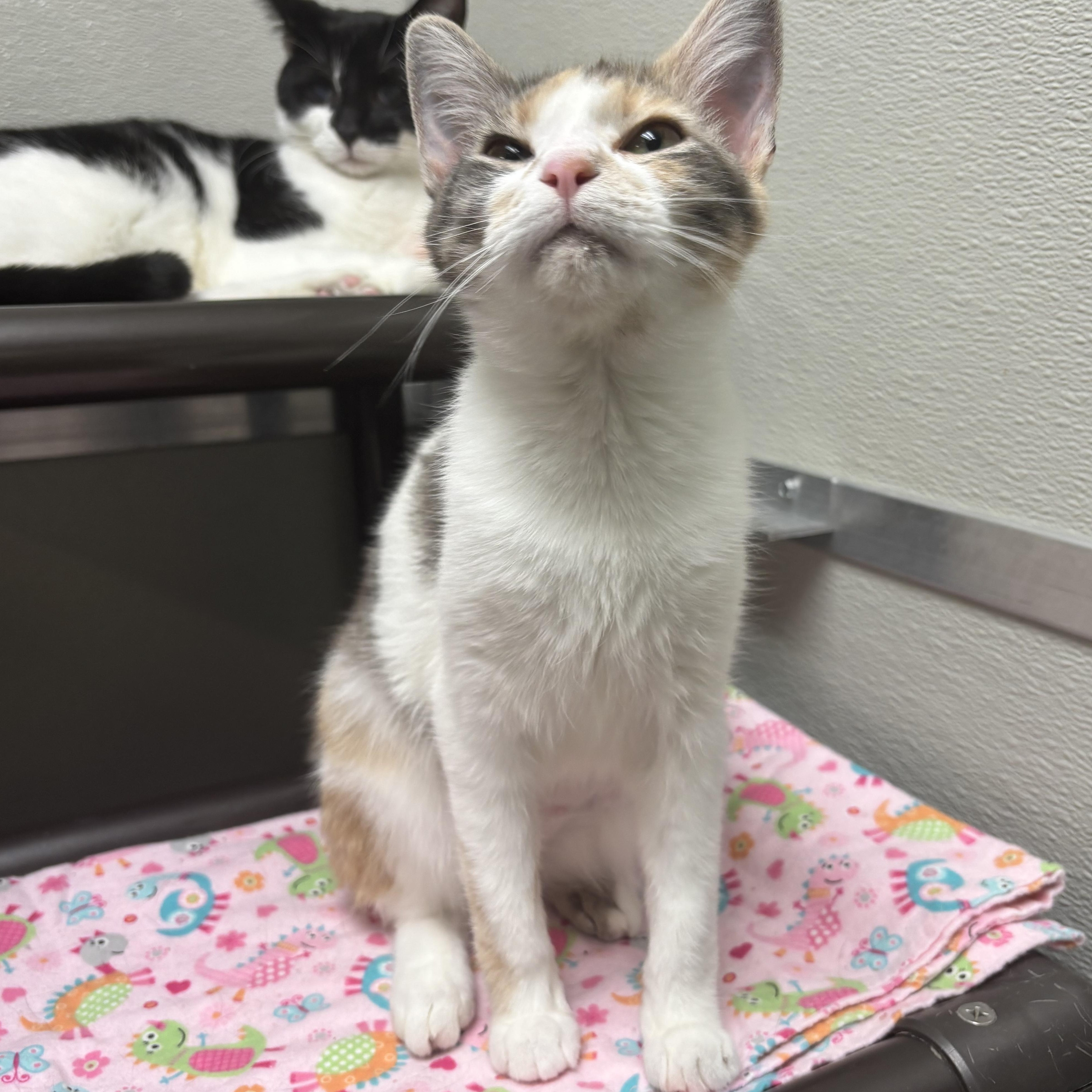 Cherry Plum, a Adoptable Domestic Short Hair in Mount Pleasant, MI image 5/5