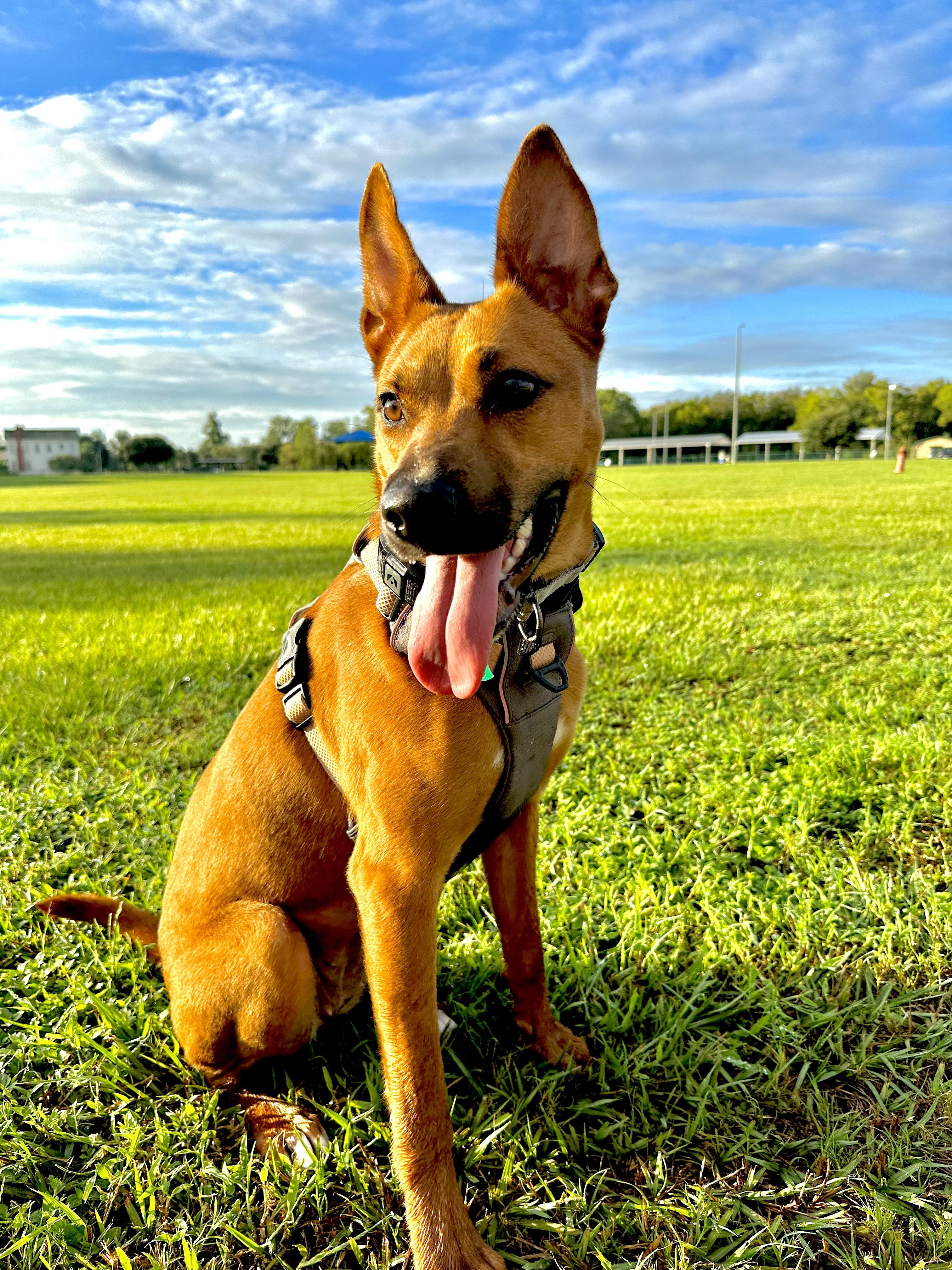 Enlarge Harley, a Adoptable mixed breed in Coopersburg, PA image 4/6