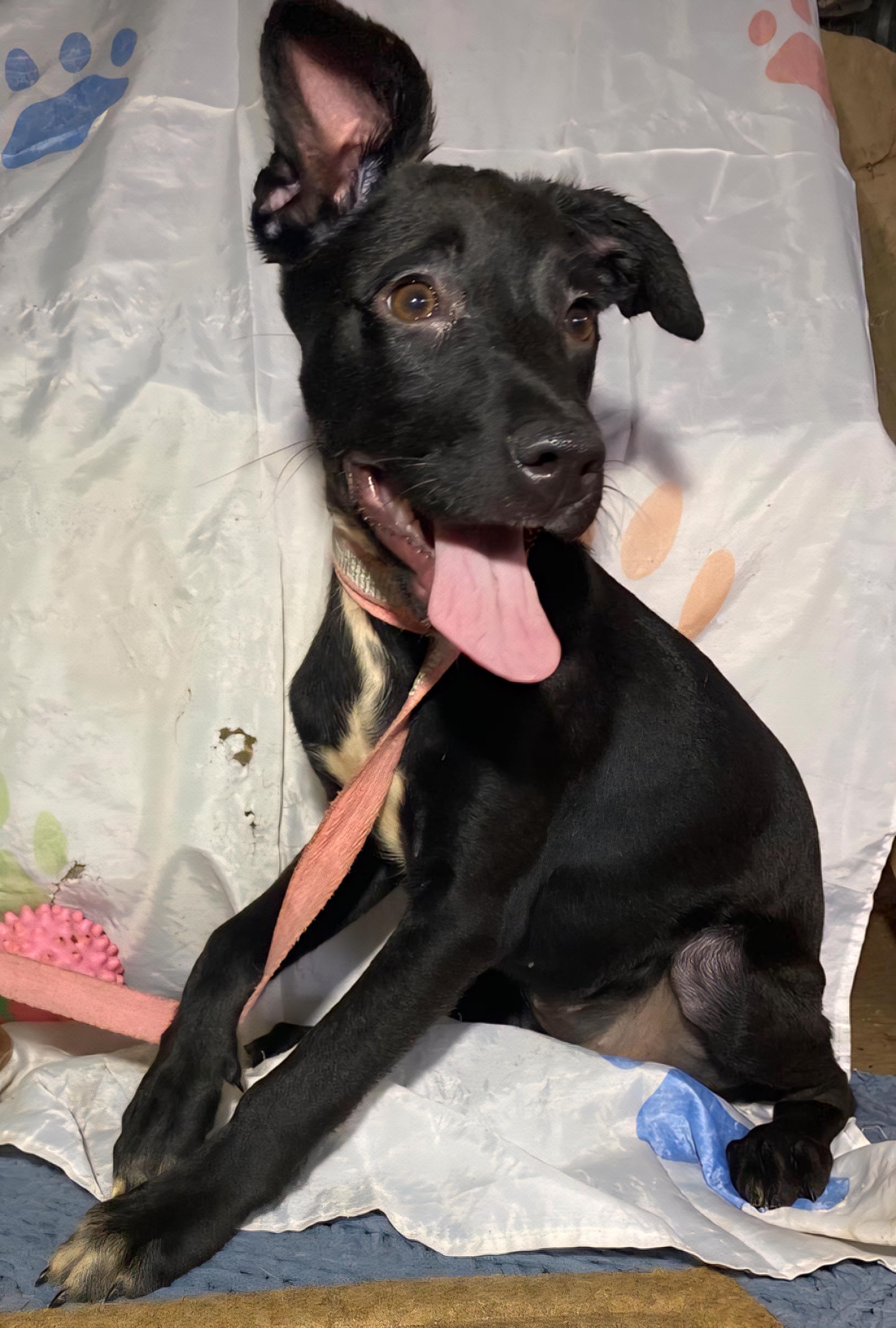 Pintas " A Lively thumbnail 2