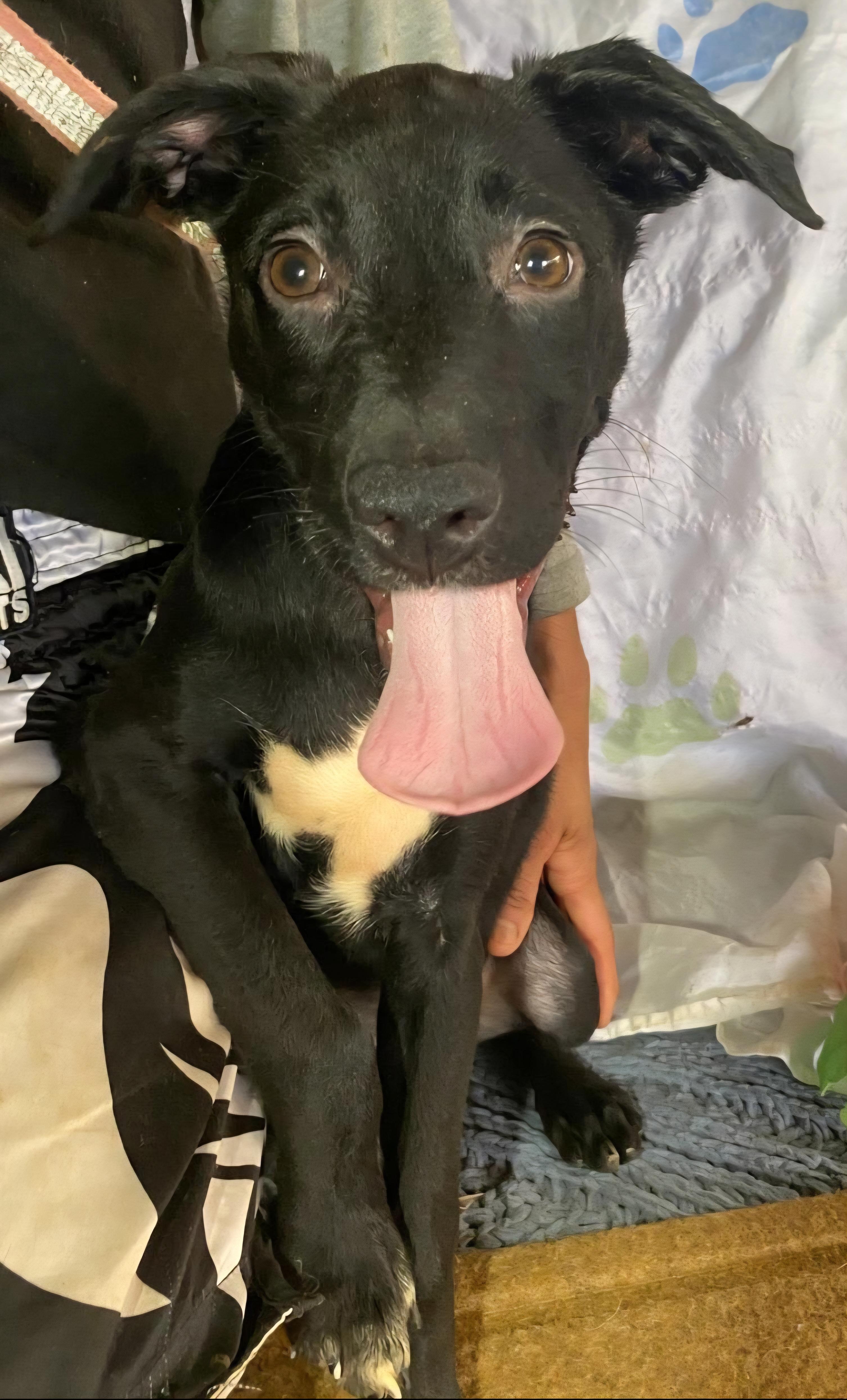 Pintas " A Lively thumbnail 3