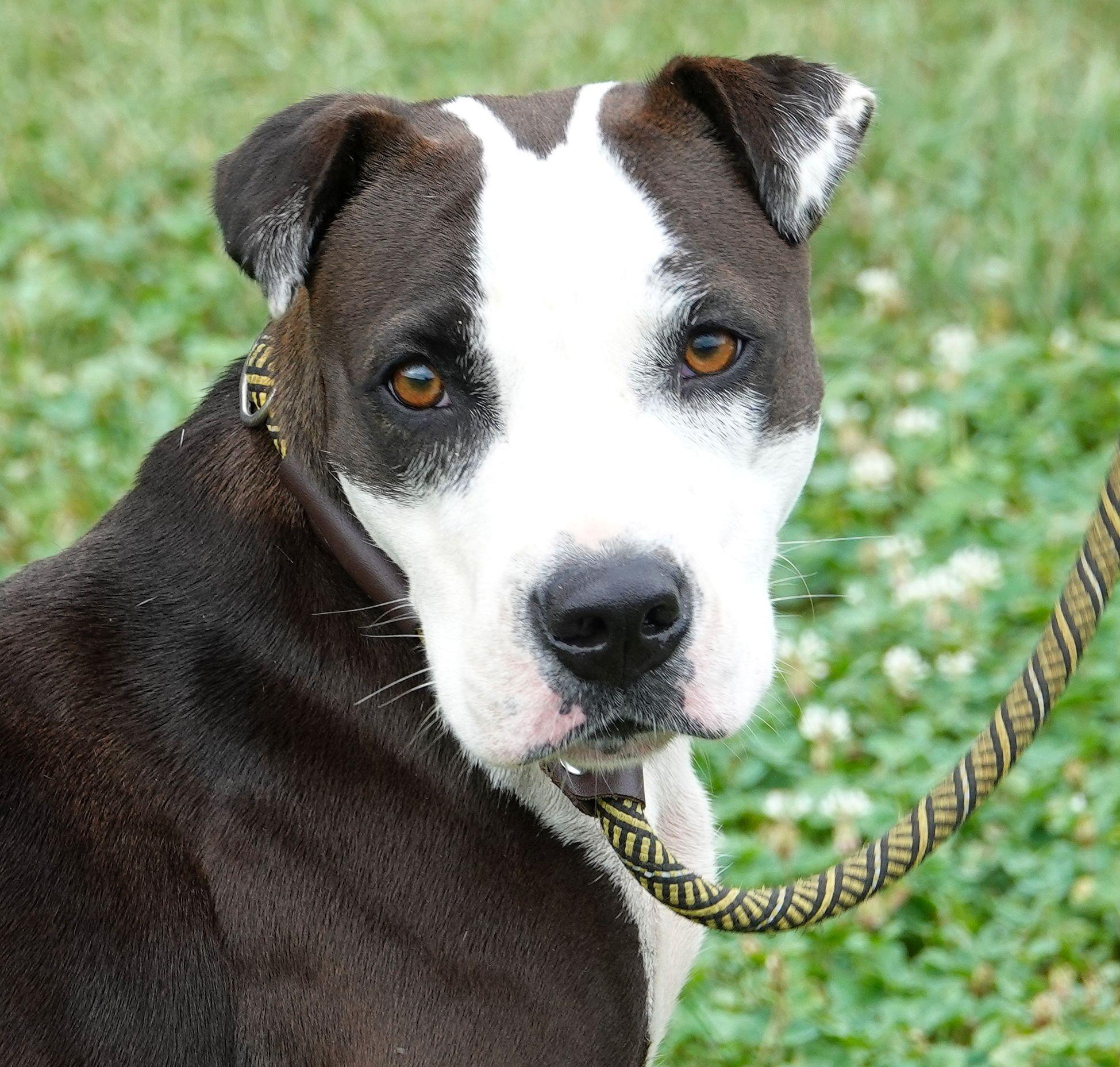 Cricket - CLAIMED BY OWNER, Adopted, Adult Female Terrier.