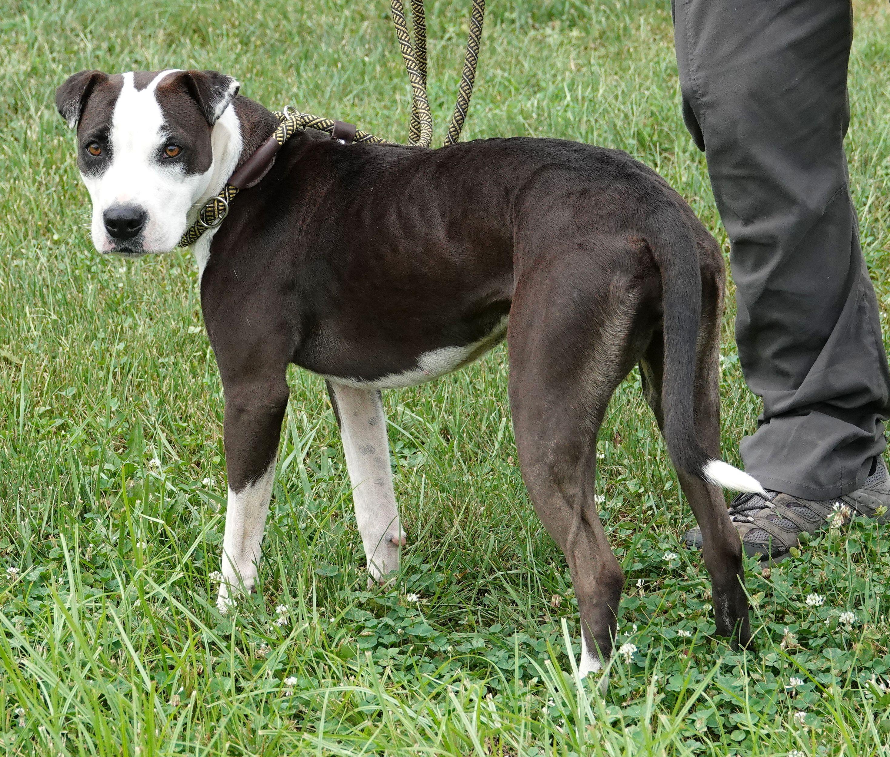 Enlarge Cricket - CLAIMED BY OWNER, a Adopted mixed breed in Millfield, OH image 2/4