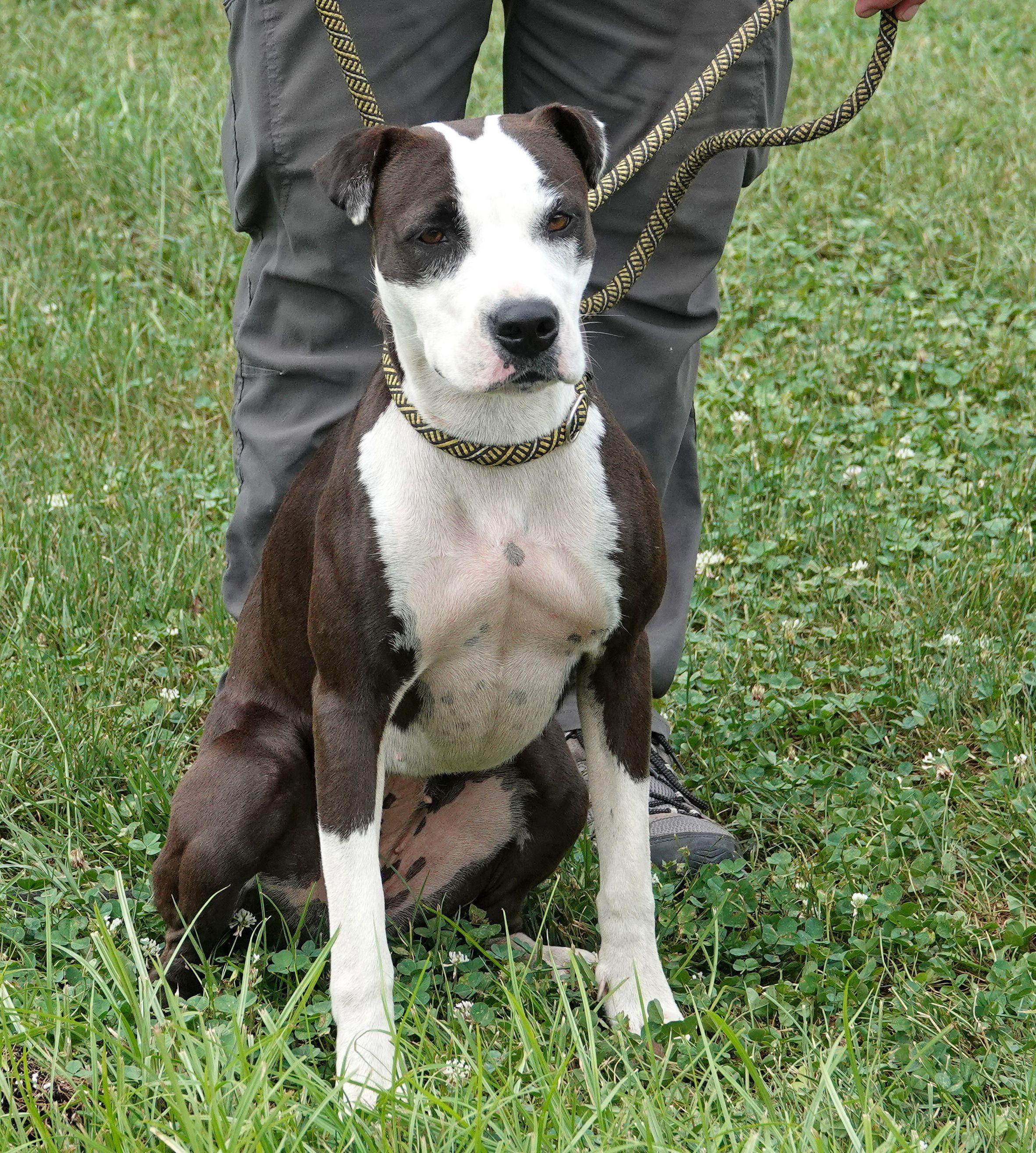 Enlarge Cricket - CLAIMED BY OWNER, a Adopted mixed breed in Millfield, OH image 4/4