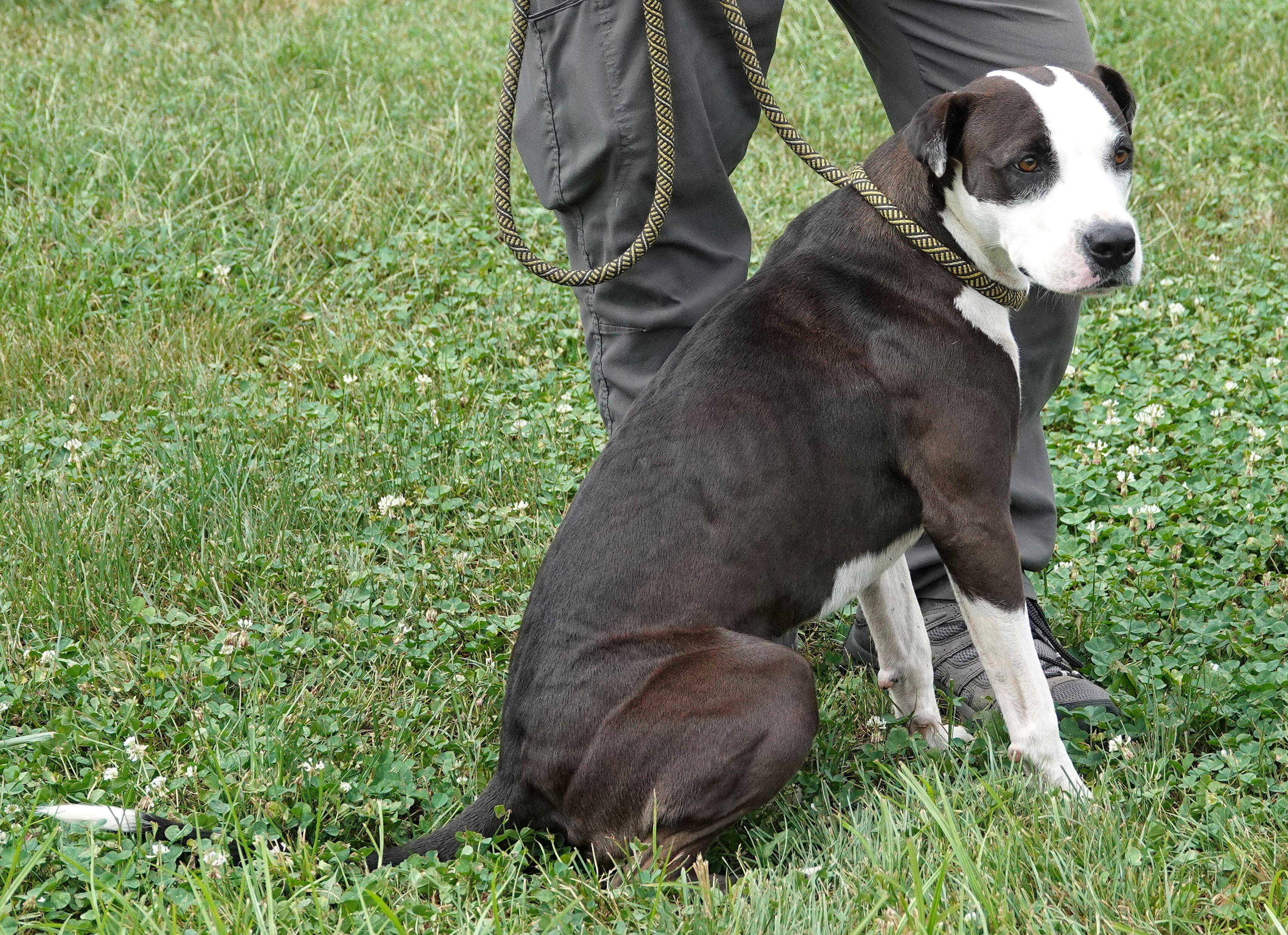 Enlarge Cricket - CLAIMED BY OWNER, a Adopted mixed breed in Millfield, OH image 3/4