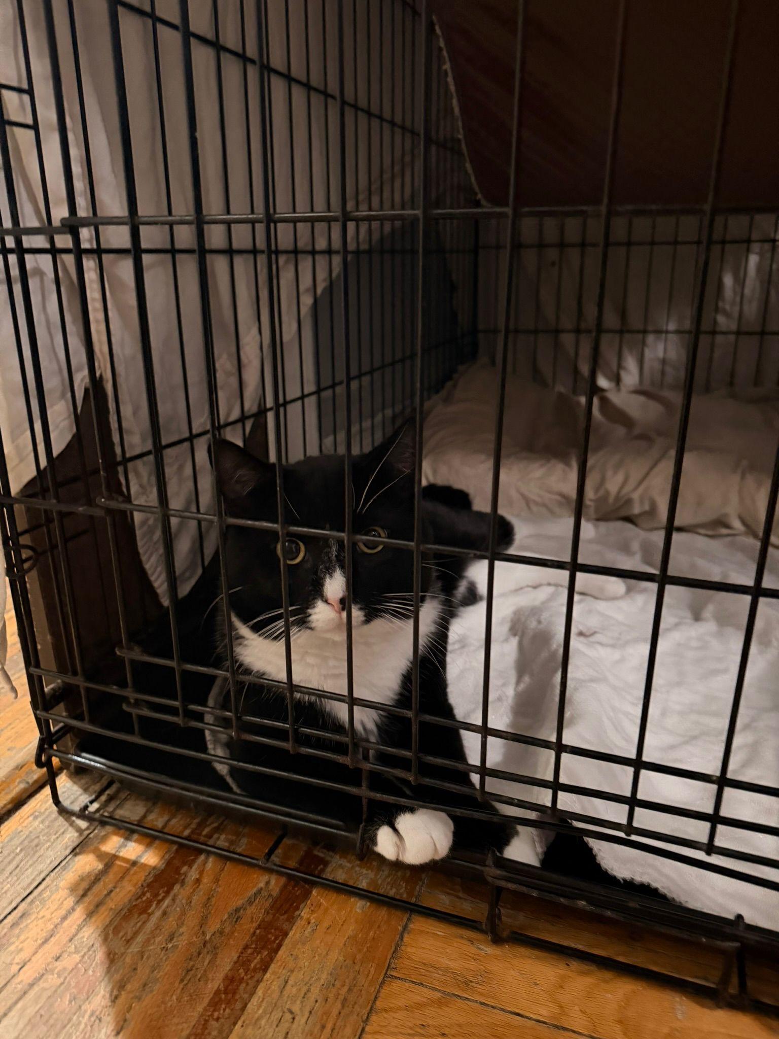 Jade (M) & Lilly (F), a Adoptable Domestic Medium Hair in New York, NY image 1/3