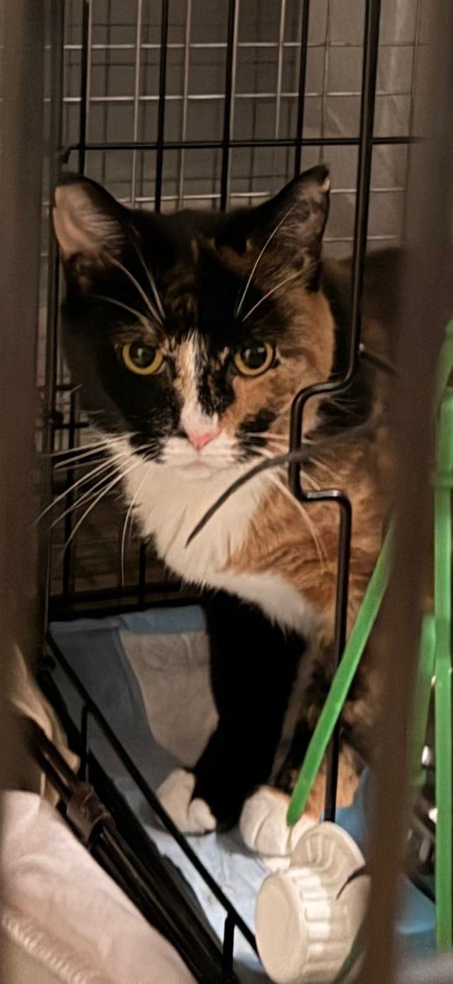 Jade (M) & Lilly (F), a Adoptable Domestic Medium Hair in New York, NY image 2/3