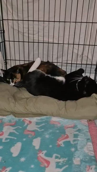 Enlarge Jade (M) & Lilly (F), a Adoptable Domestic Medium Hair in New York, NY video 3/3