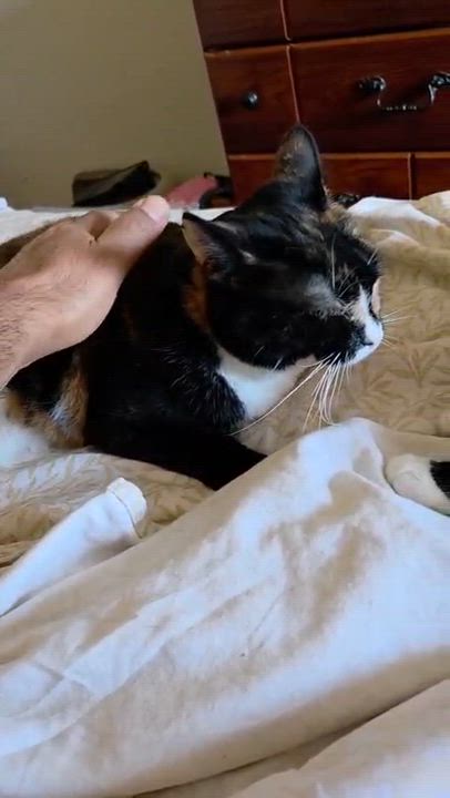 Enlarge Jade (M) & Lilly (F), a Adoptable mixed breed in New York, NY video 4/4