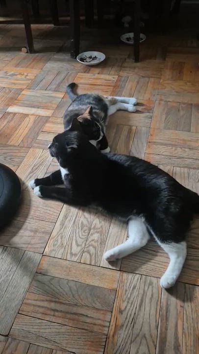 Enlarge Jade (M) & Lilly (F), a Adoptable mixed breed in New York, NY video 3/4