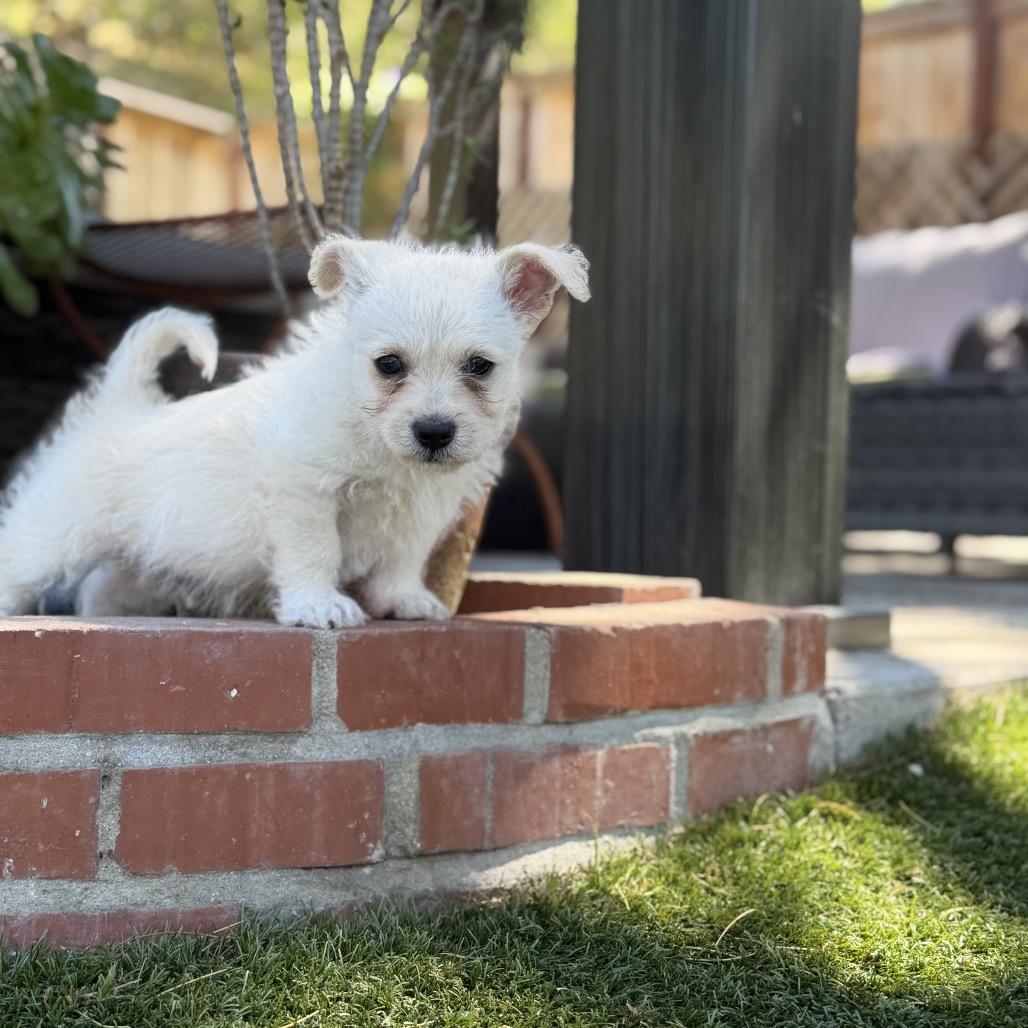 Pip, a Adoptable mixed breed in Oceanside, CA image 1/6