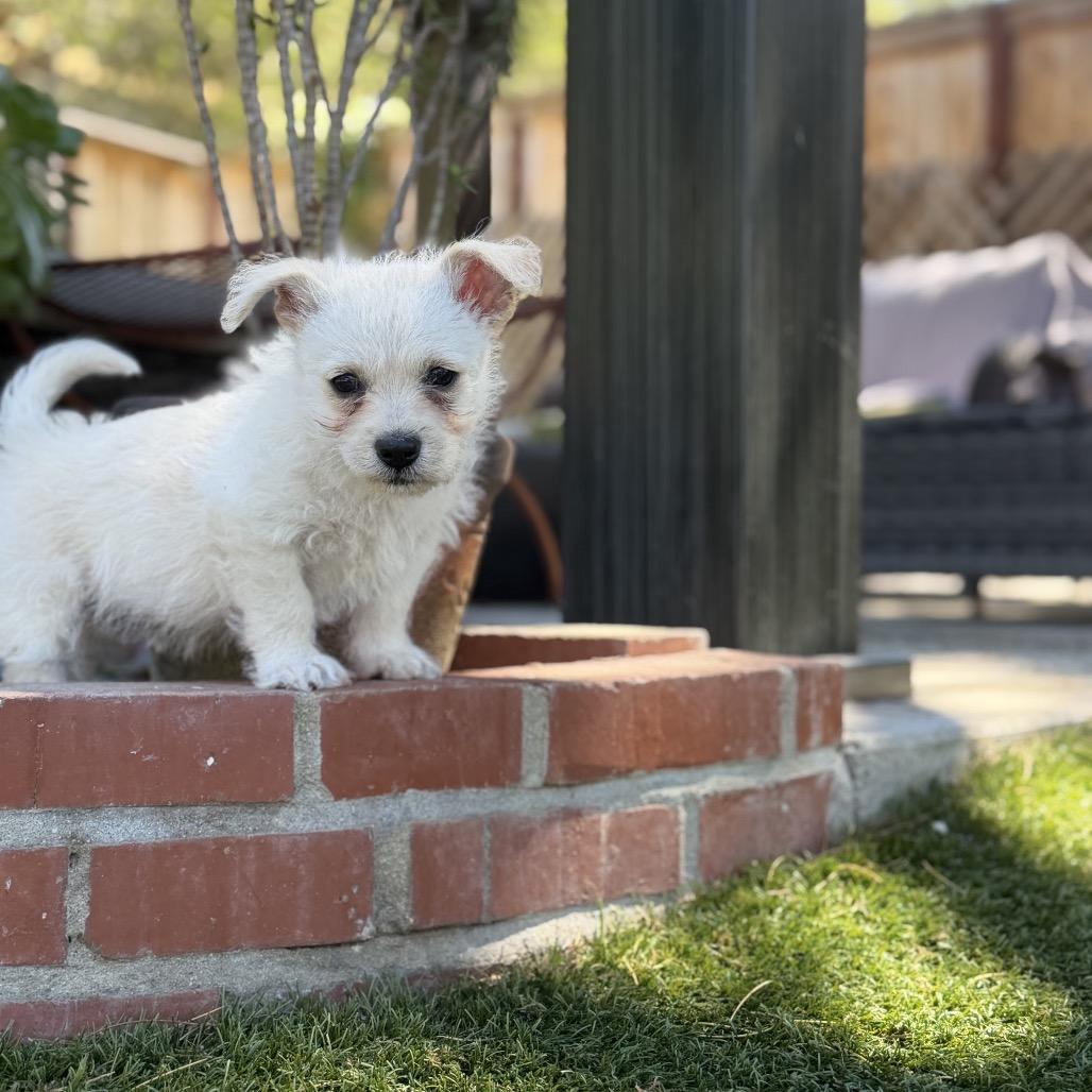 Pip, a Adoptable mixed breed in Oceanside, CA image 2/6