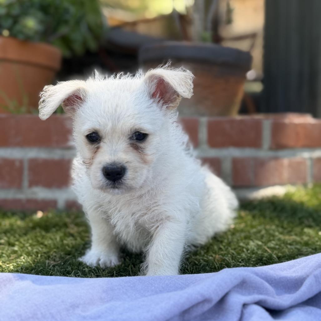 Pip, a Adoptable mixed breed in Oceanside, CA image 3/6