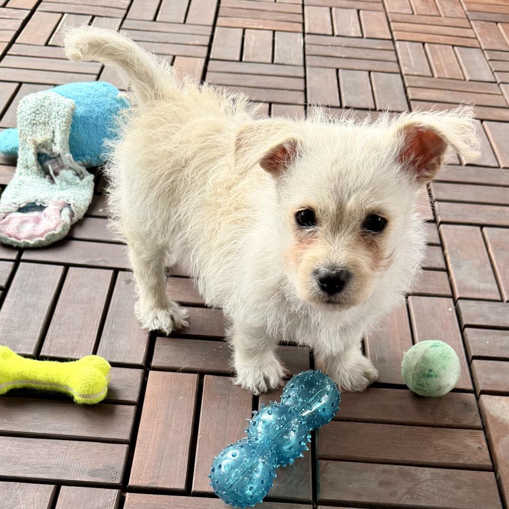 Pip, a Adoptable mixed breed in Oceanside, CA image 4/6